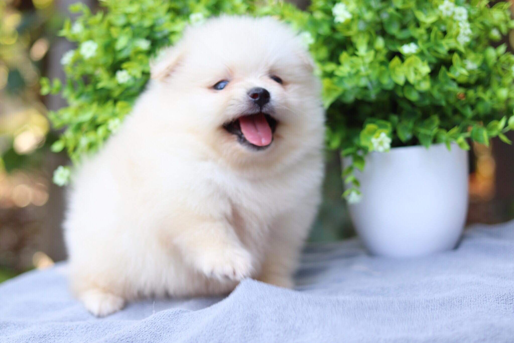 ปอมเมอเรเนียน เพศผู้