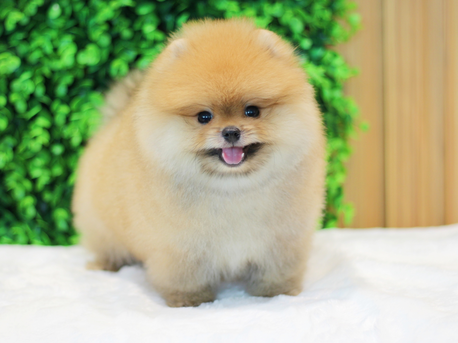 ปอมเมอเรเนียน เพศผู้สีส้ม