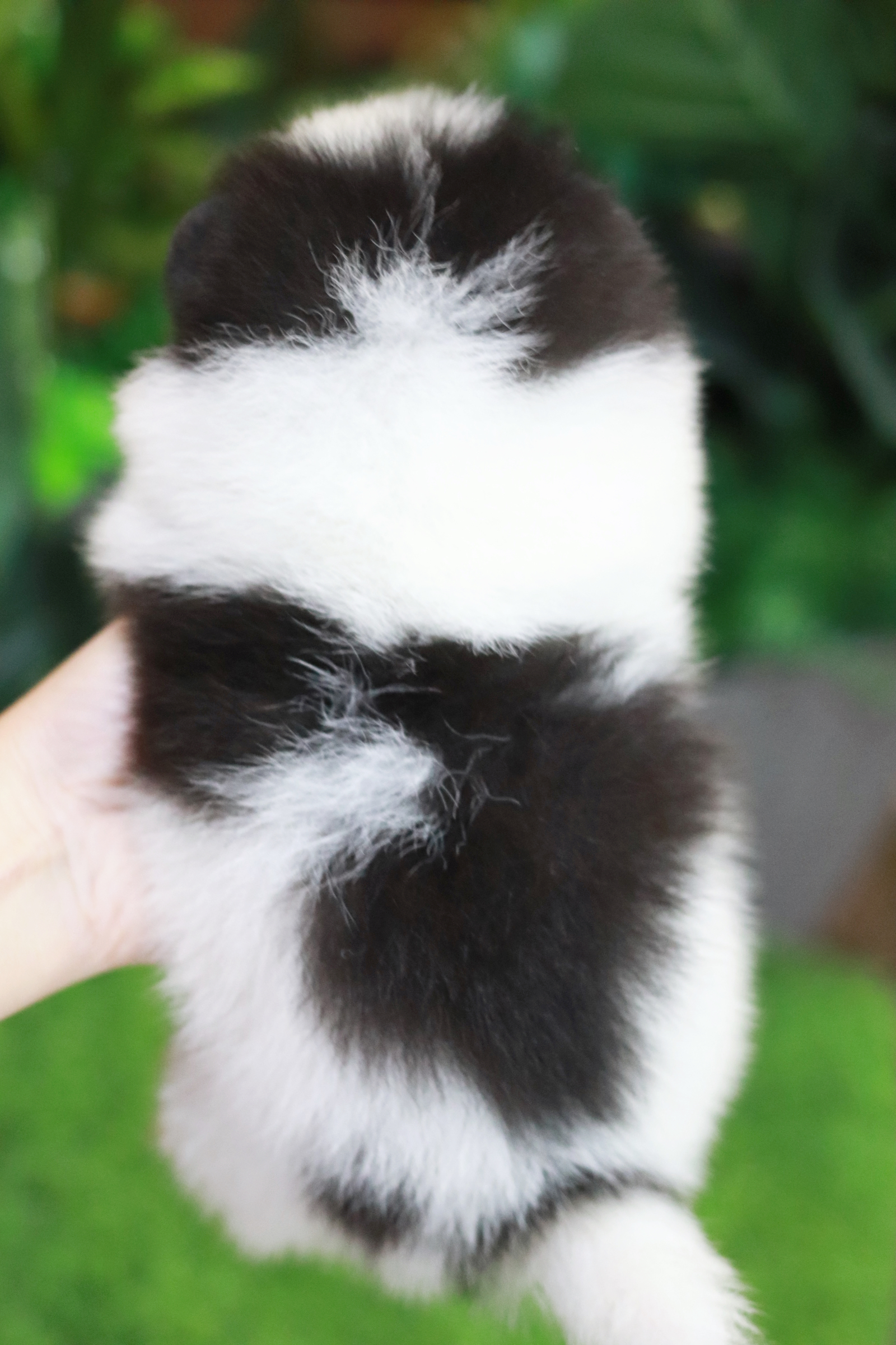 ปอมเมอเรเนียน เพศผู้ สีแฟนซีขาวดำ