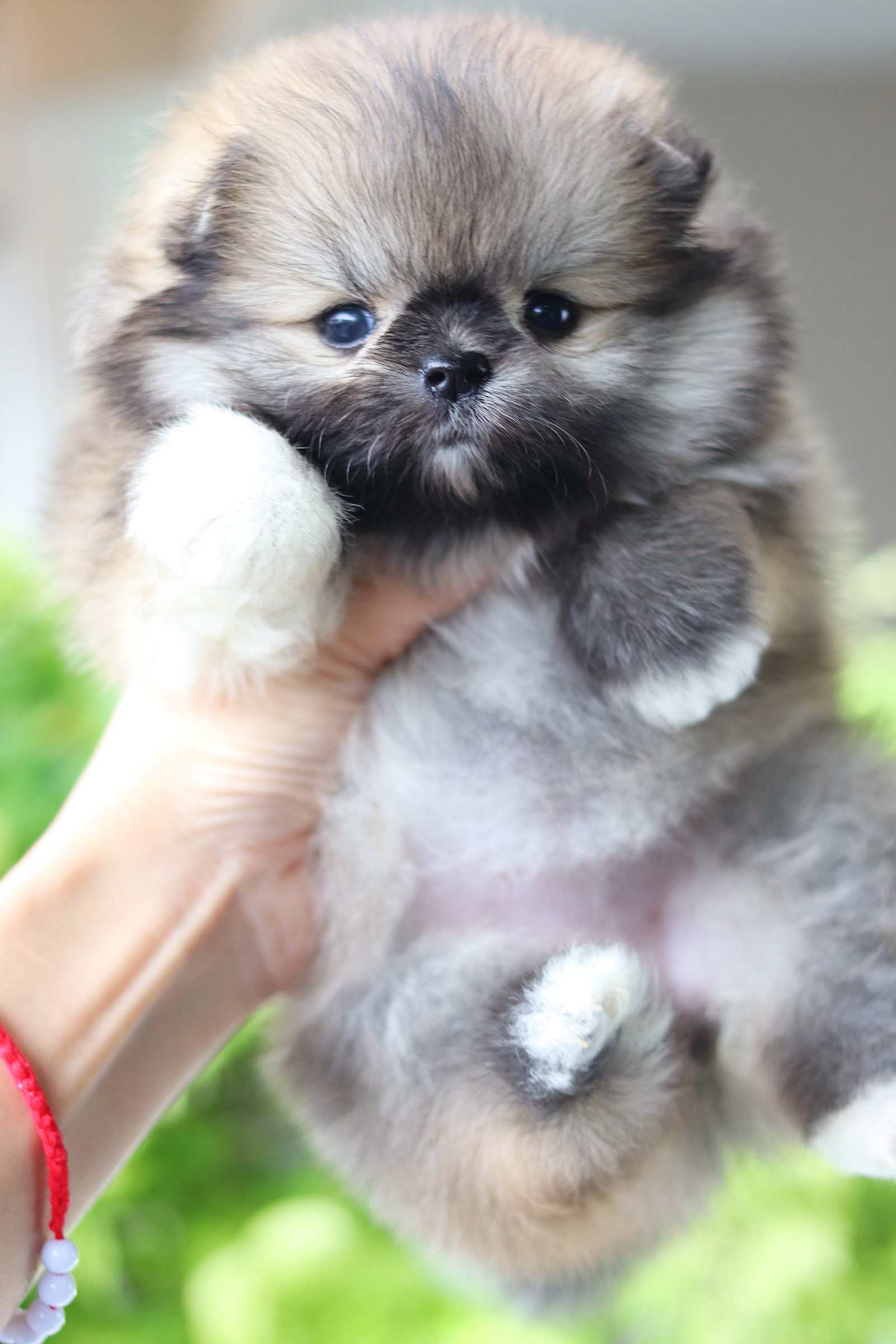 ปอมเมอเรเนียน เพศเมียสีส้ม