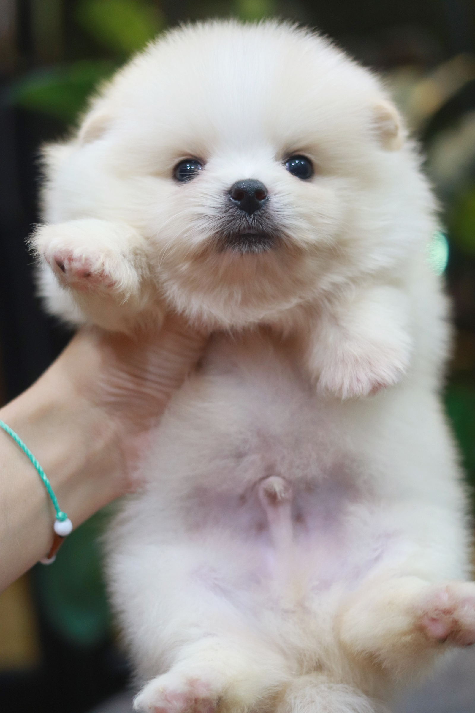 ปอมเมอเรเนียน เพศผู้