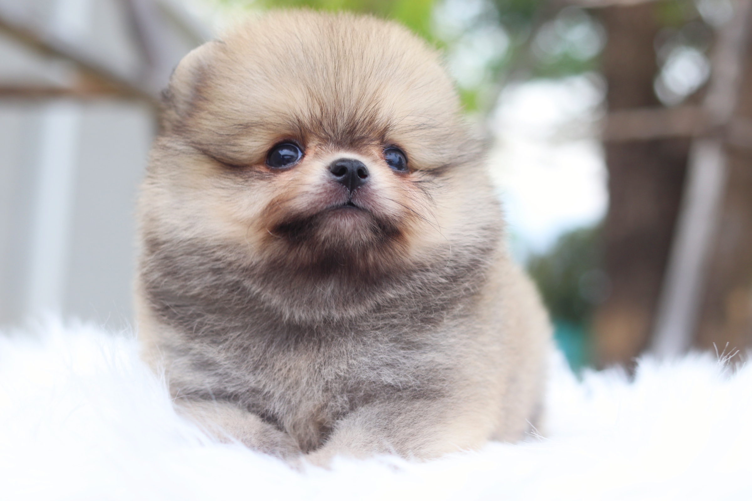 ปอมเมอเรเนียน เพศผู้สีส้มไซส์เล็ก