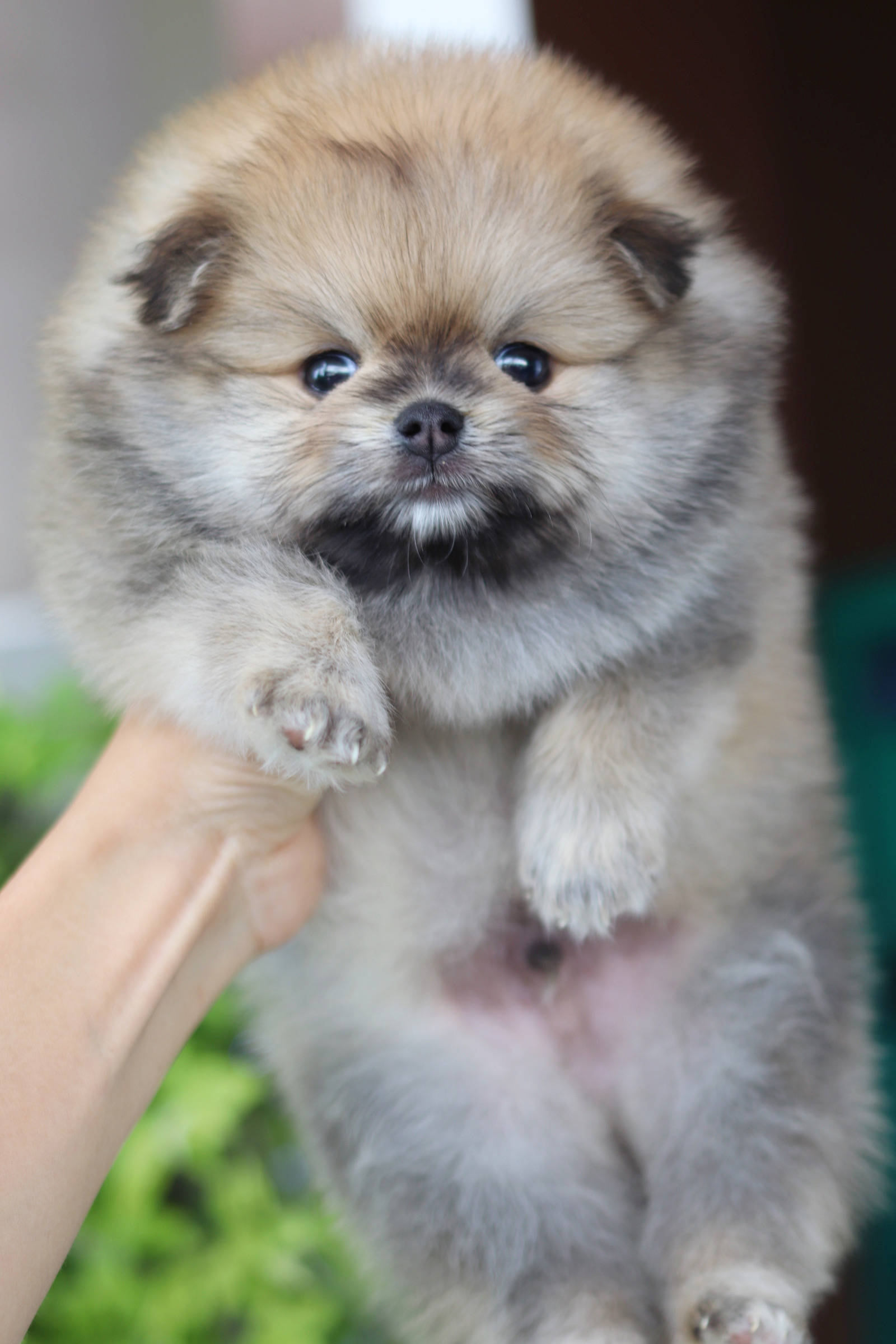 ปอมเมอเรเนียน เพศผู้สีส้ม