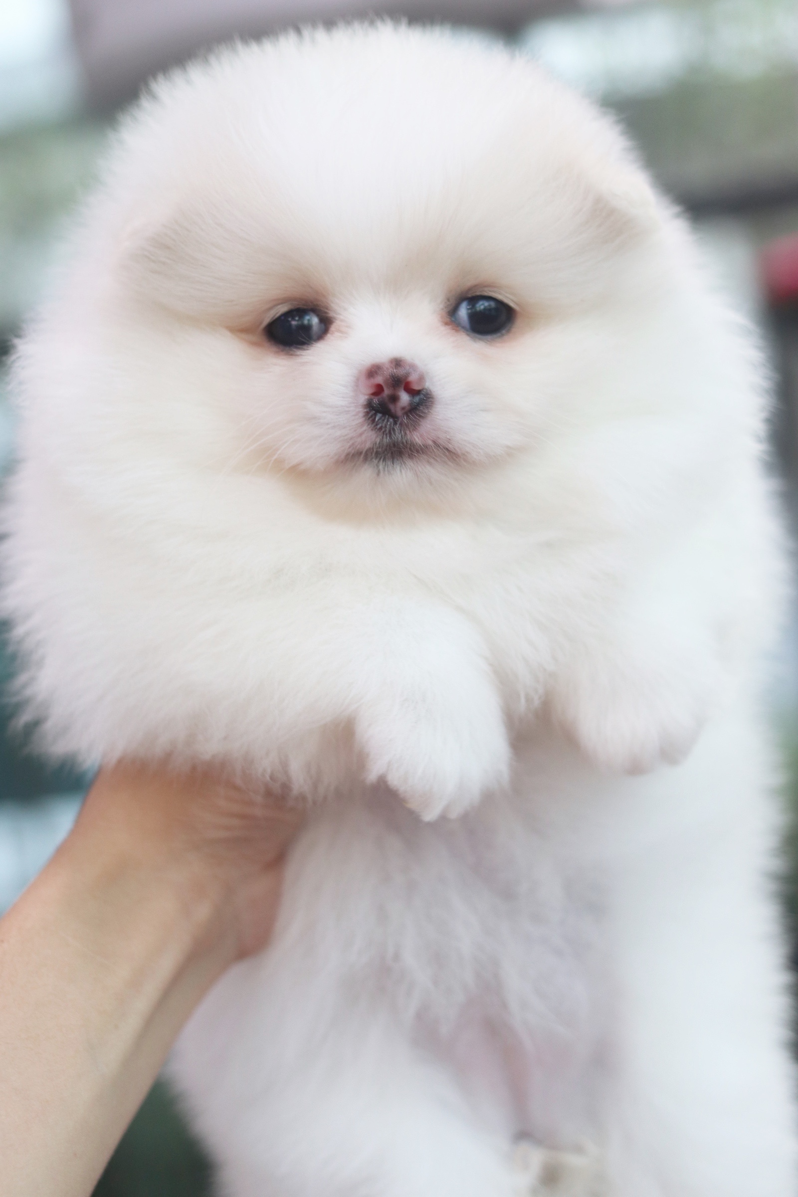 ปอมเมอเรเนียน เพศเมีย สีขาวครีม