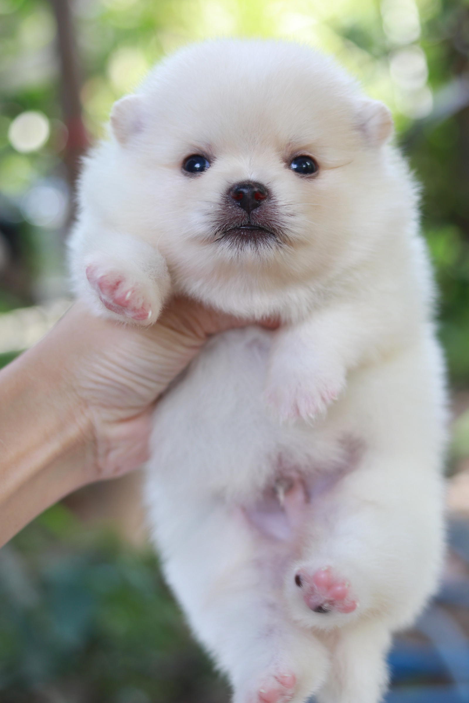 ปอมเมอเรเนียน เพศผู้ สีขาวครีม