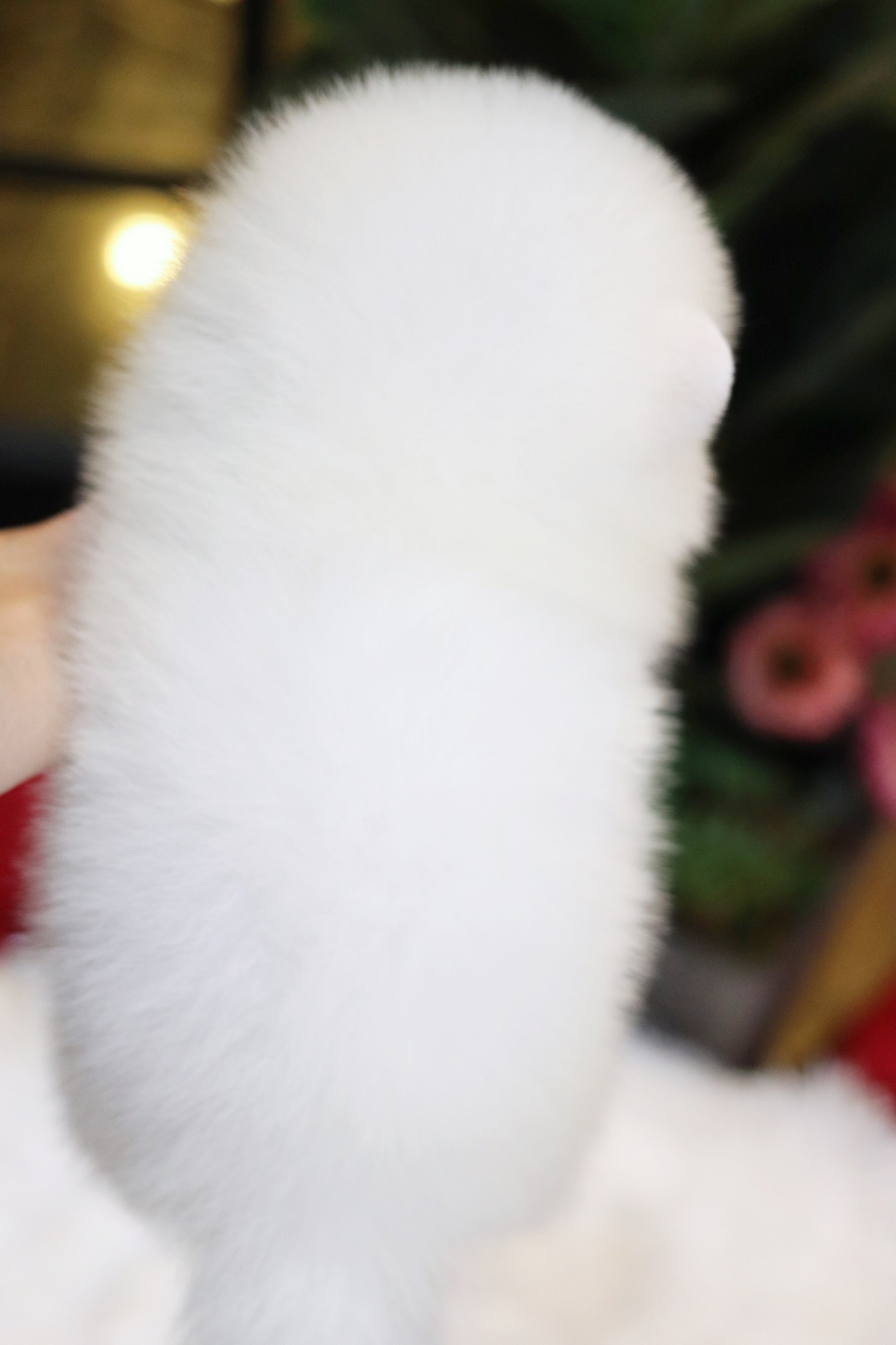 ปอมเมอเรเนียน เพศผู้ สีขาวเกรดโชว์ พร้อมใบเพ็ดดีกรีเต็มใบ