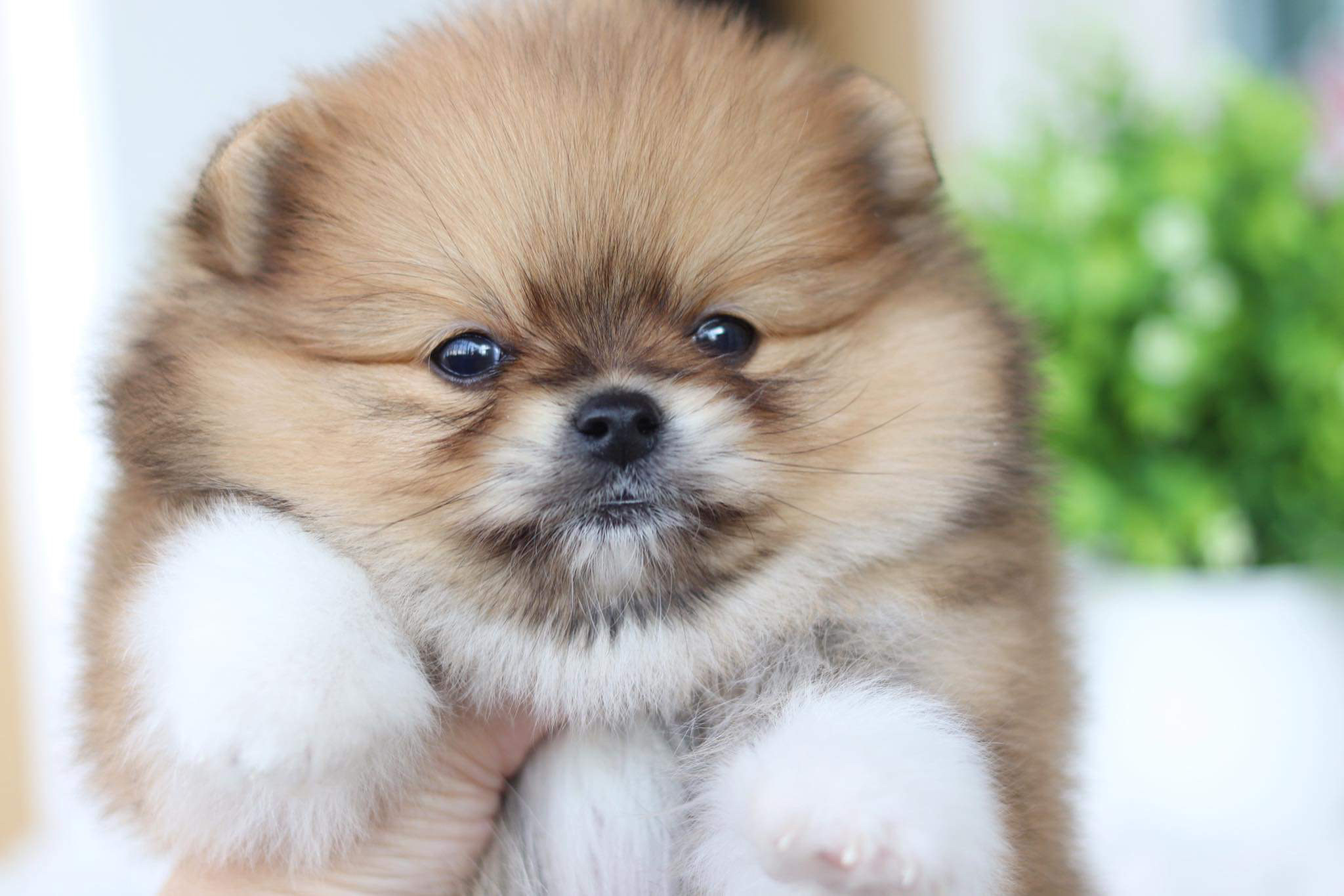 ปอมเมอเรเนียน เพศเมีย