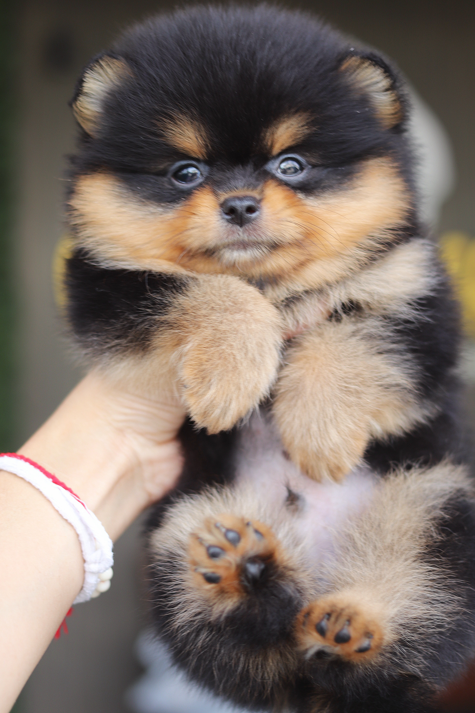 ปอมเมอเรเนียน เพศผู้สีแบล็คแทน เกรดโชว์