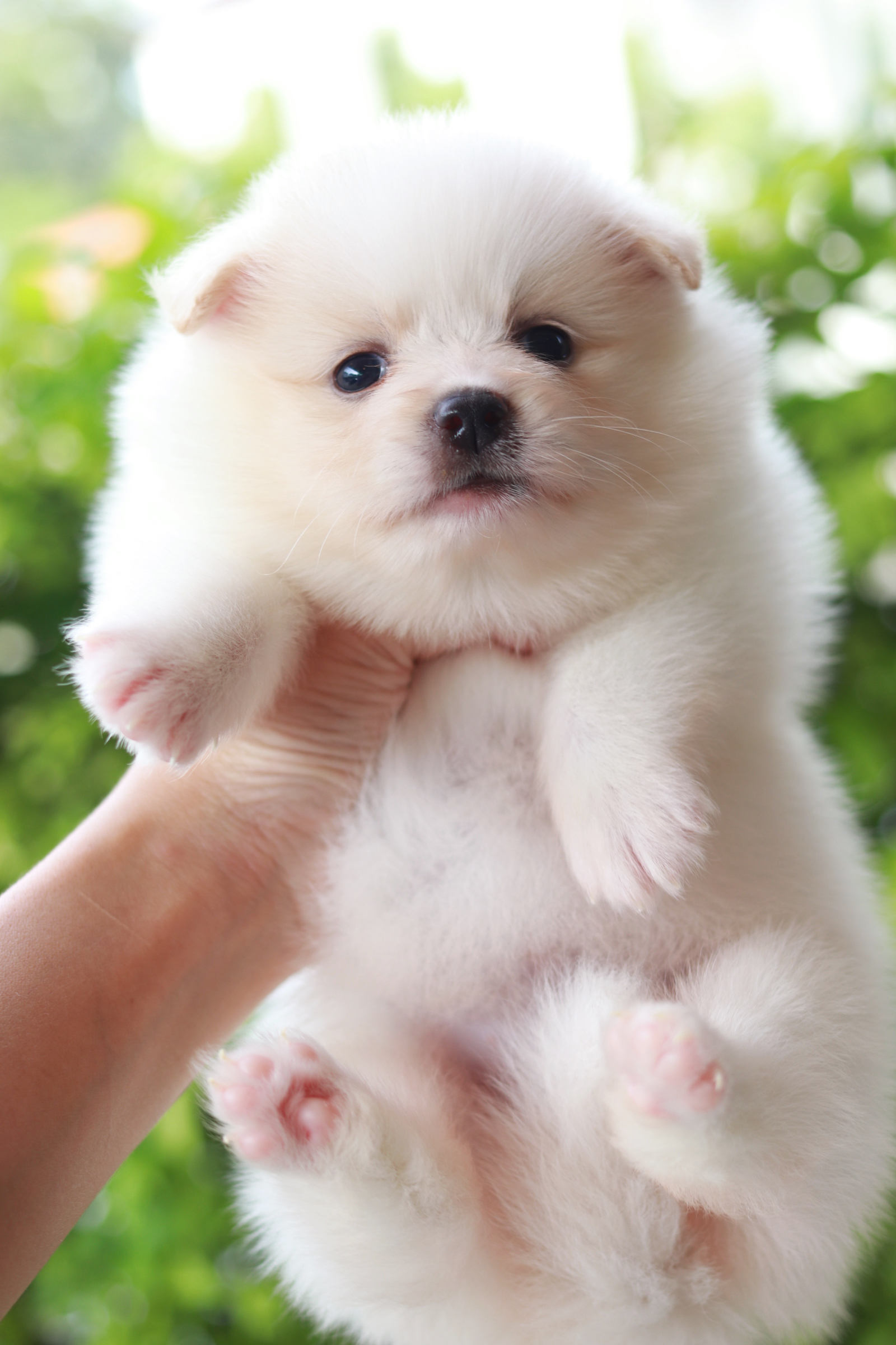 ปอมเมอเรเนียน เพศเมียขาวครีมหน้าฟ็อก