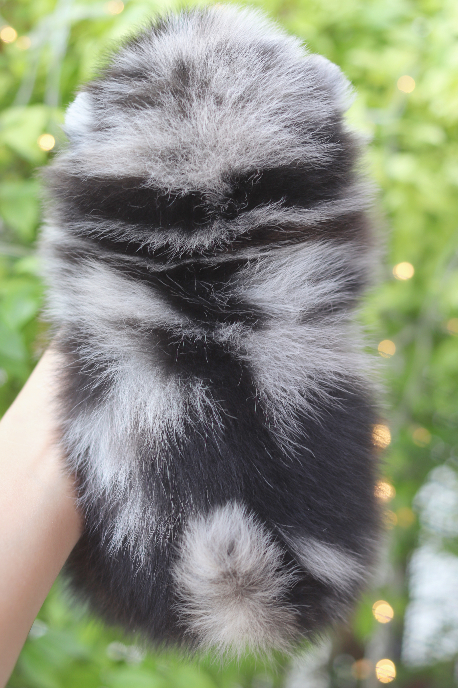 ปอมเมอเรเนียน เพศผู้ สีเมอร์เร่