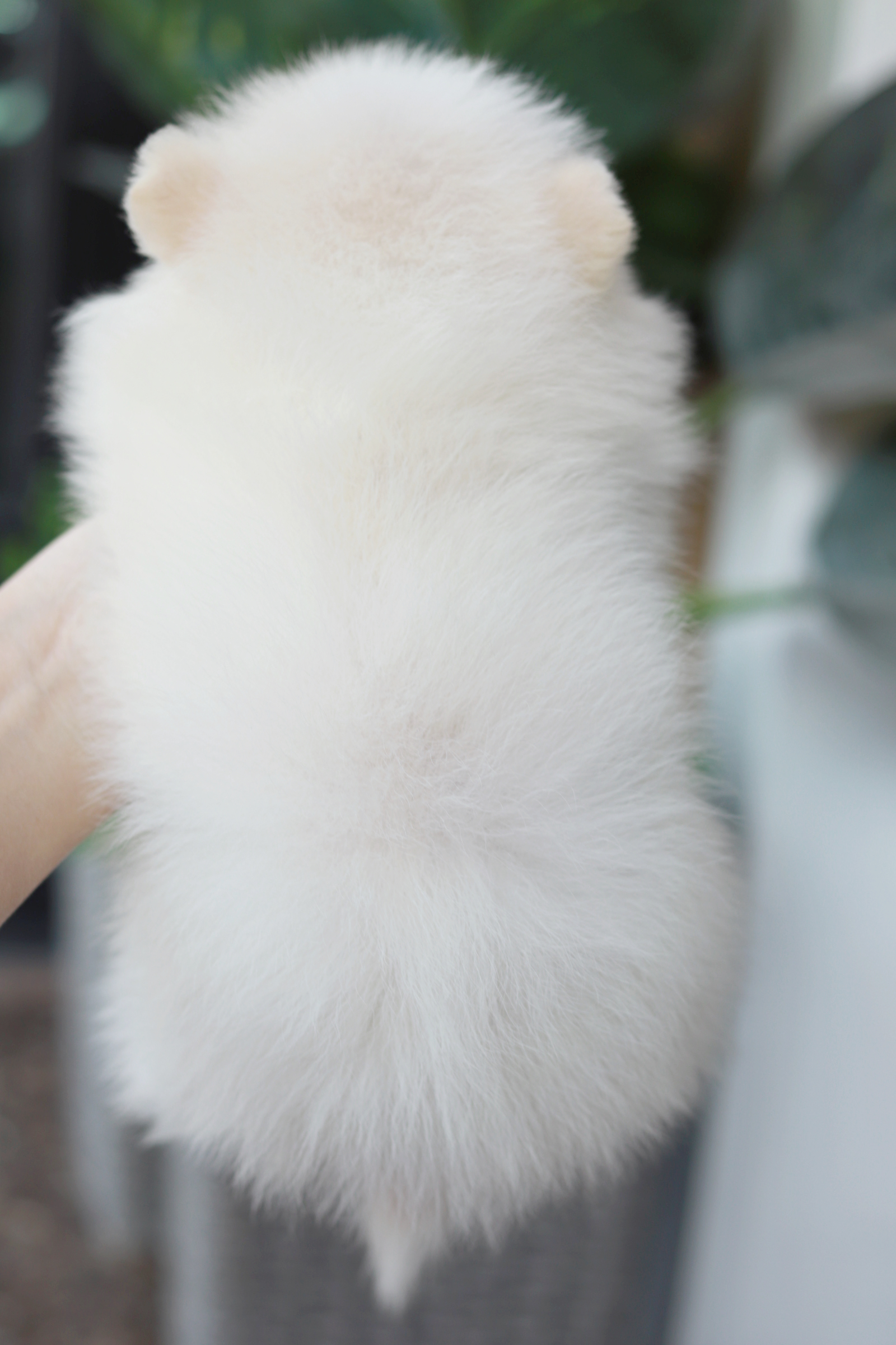 ปอมเมอเรเนียน เพศเมีย