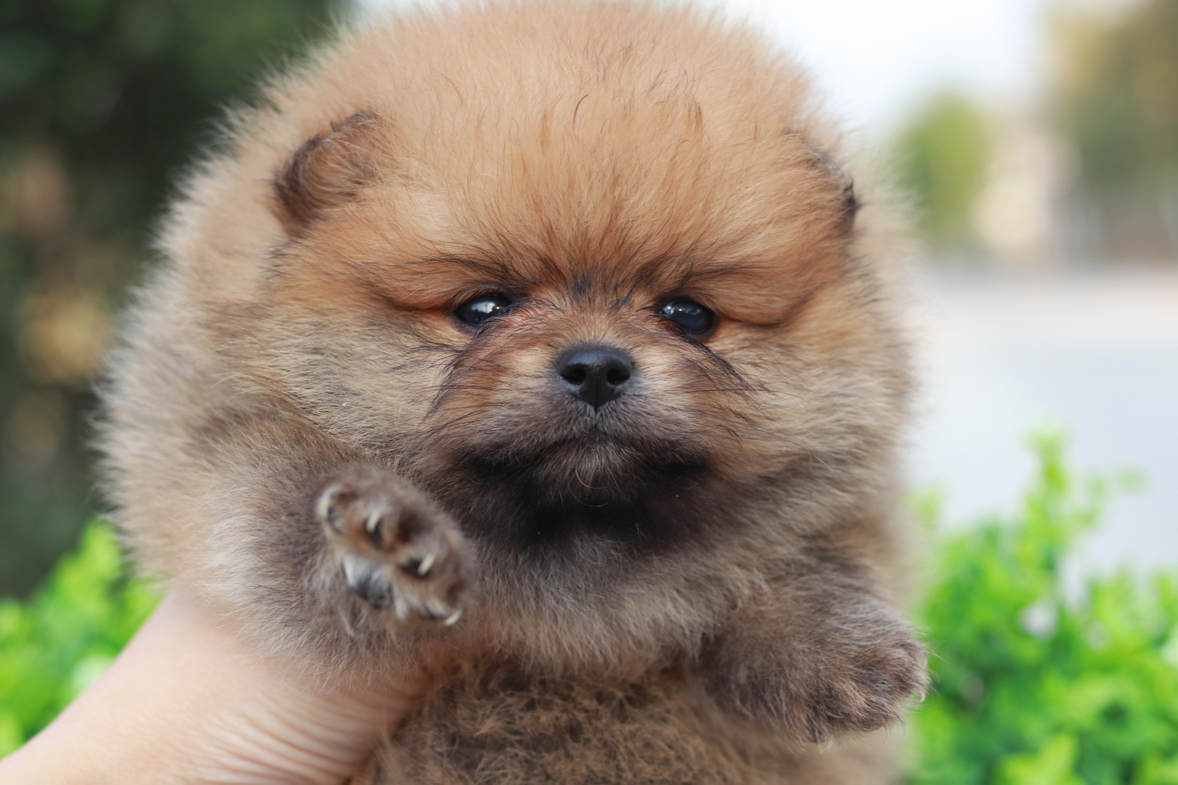 ปอมเมอเรเนียน เพศผู้สีส้ม