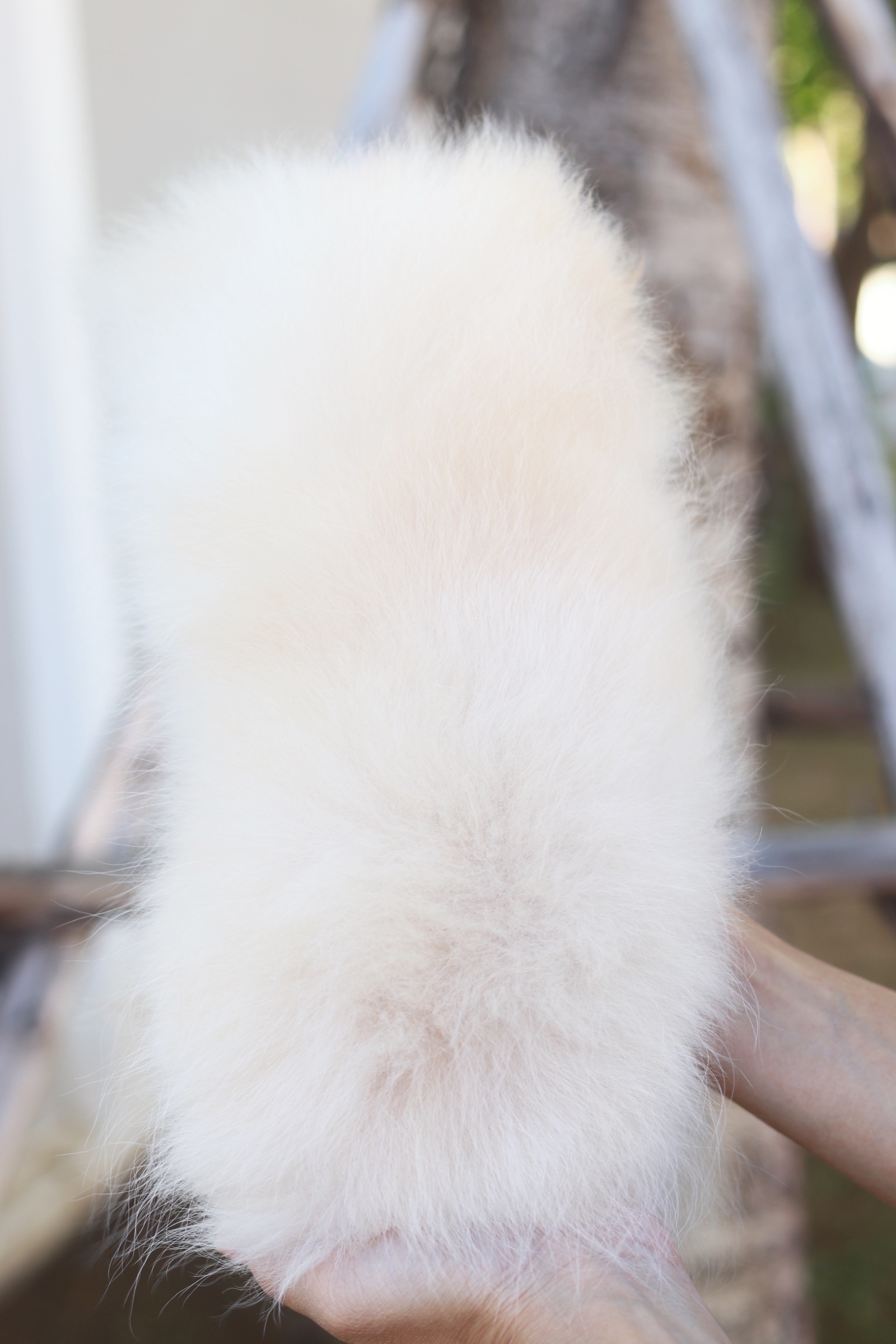 ปอมเมอเรเนียน เพศเมียสีครีมไซส์เล็กสามเดือน