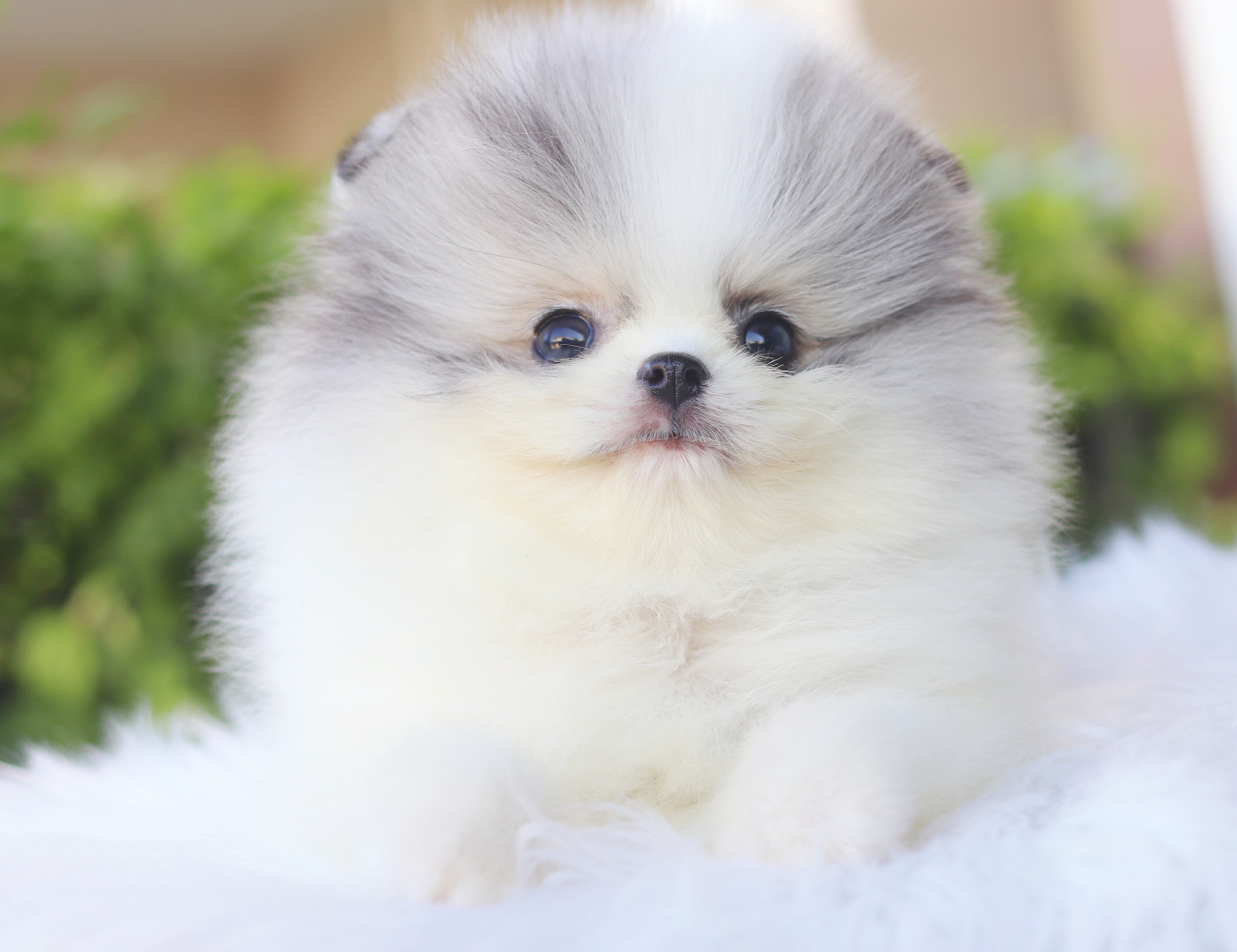 ปอมเมอเรเนียน เพศผู้สีแฟนซีเมอร์เร่