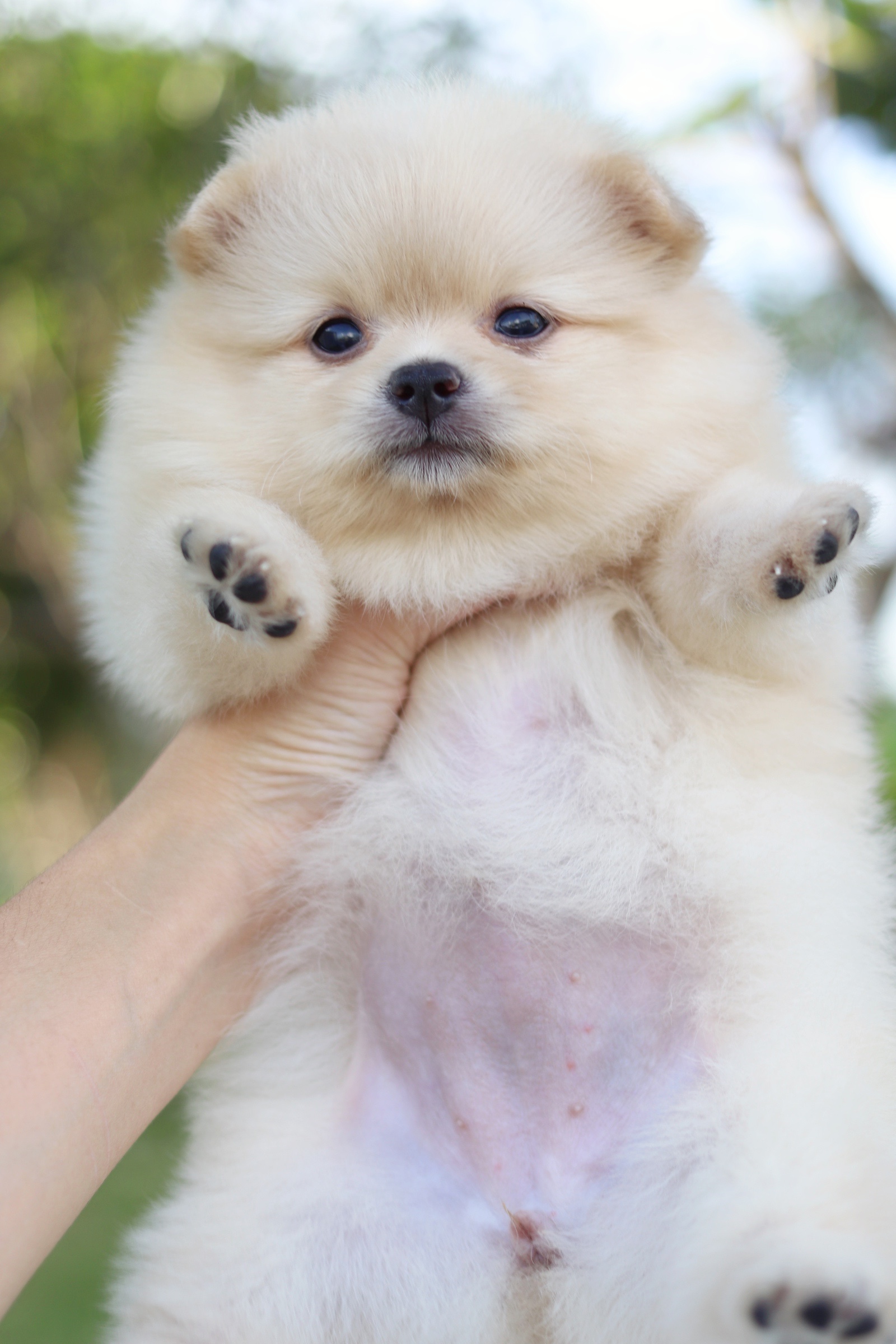 ปอมเมอเรเนียน เพศเมีย สีครีม