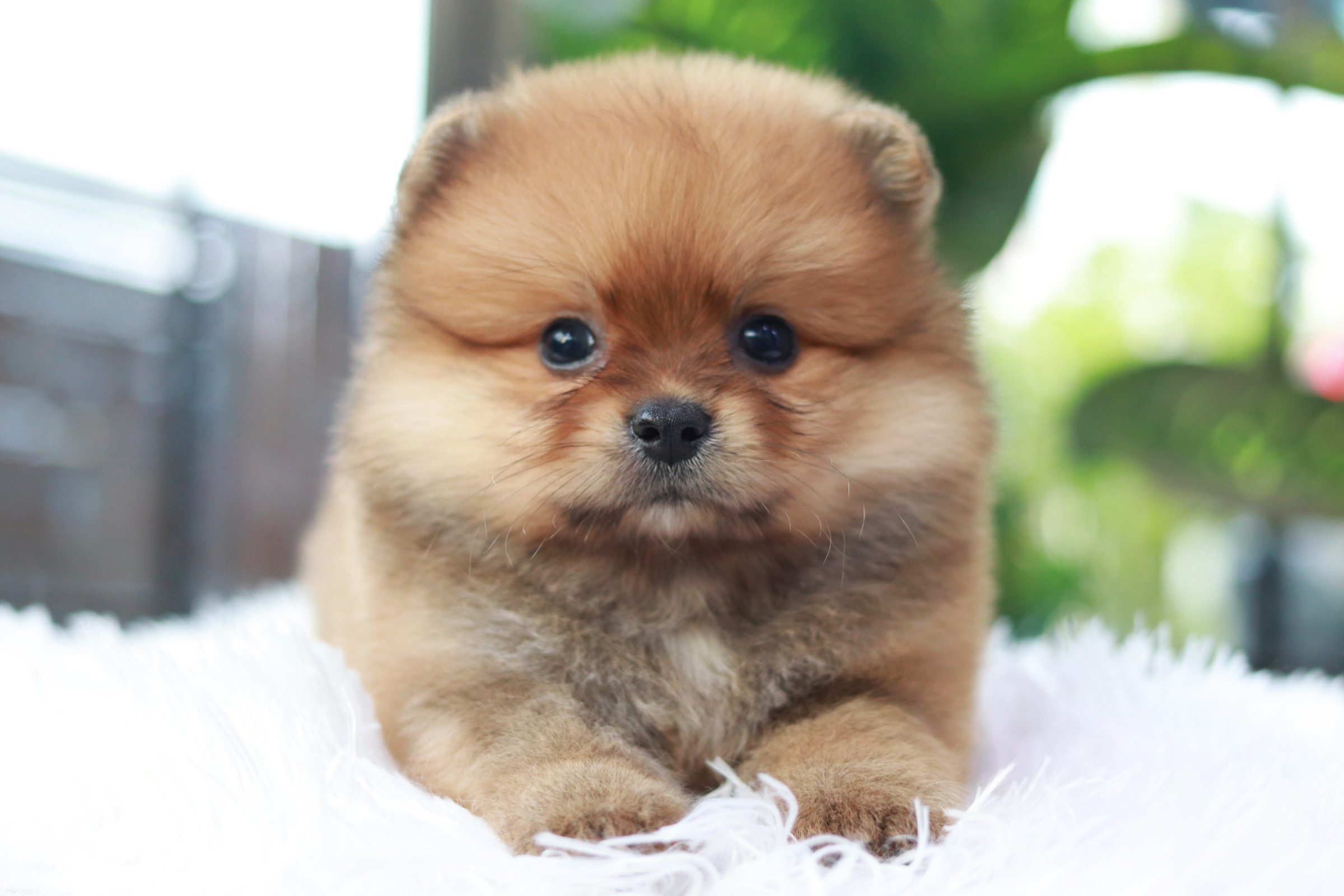 ปอมเมอเรเนียน เพศผู้