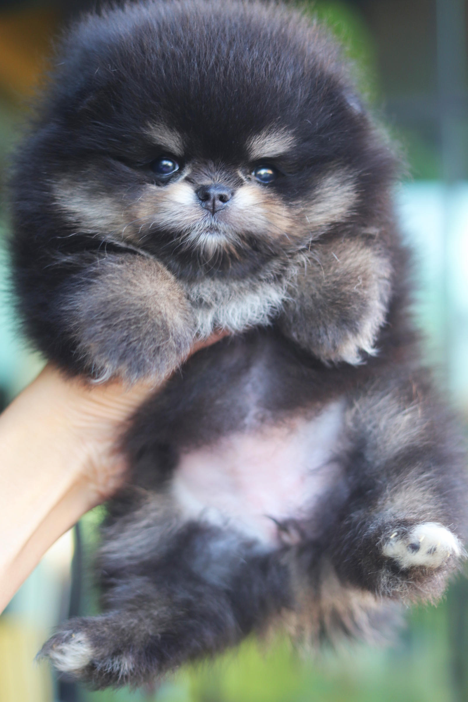 ปอมเมอเรเนียน เพศเมียสีแบล็คแทนเกรดโชว์