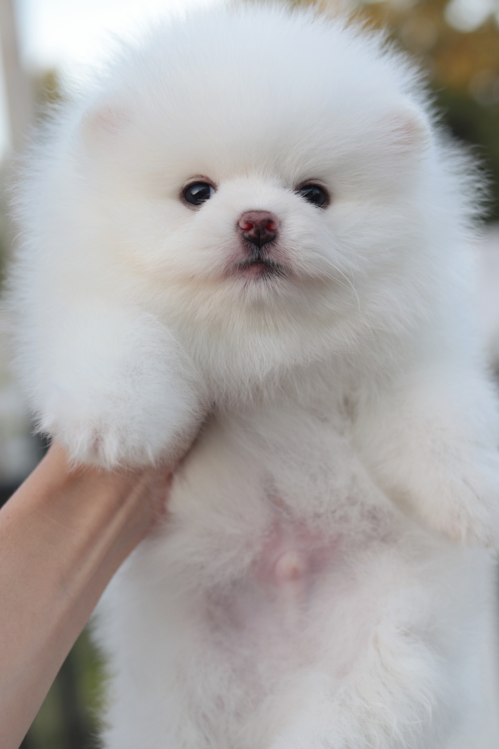 ปอมเมอเรเนียน เพศผู้ สีขาว ขนแน่น เกรดโชว์