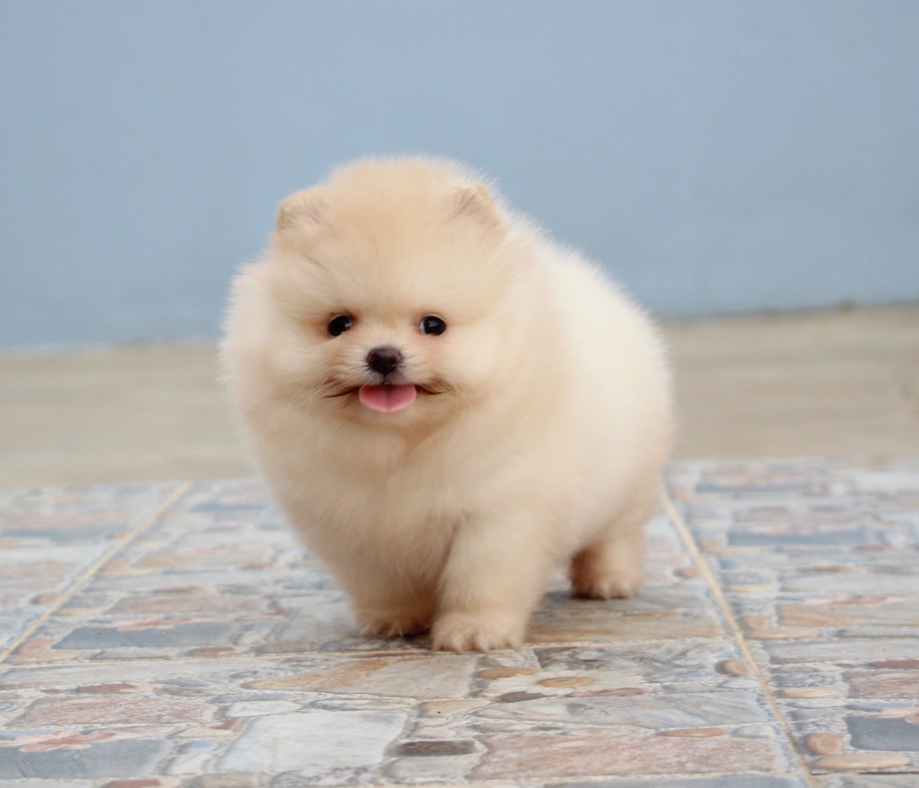 ปอมเมอเรเนียน เพศเมีย สีครีม เกรดโชว์