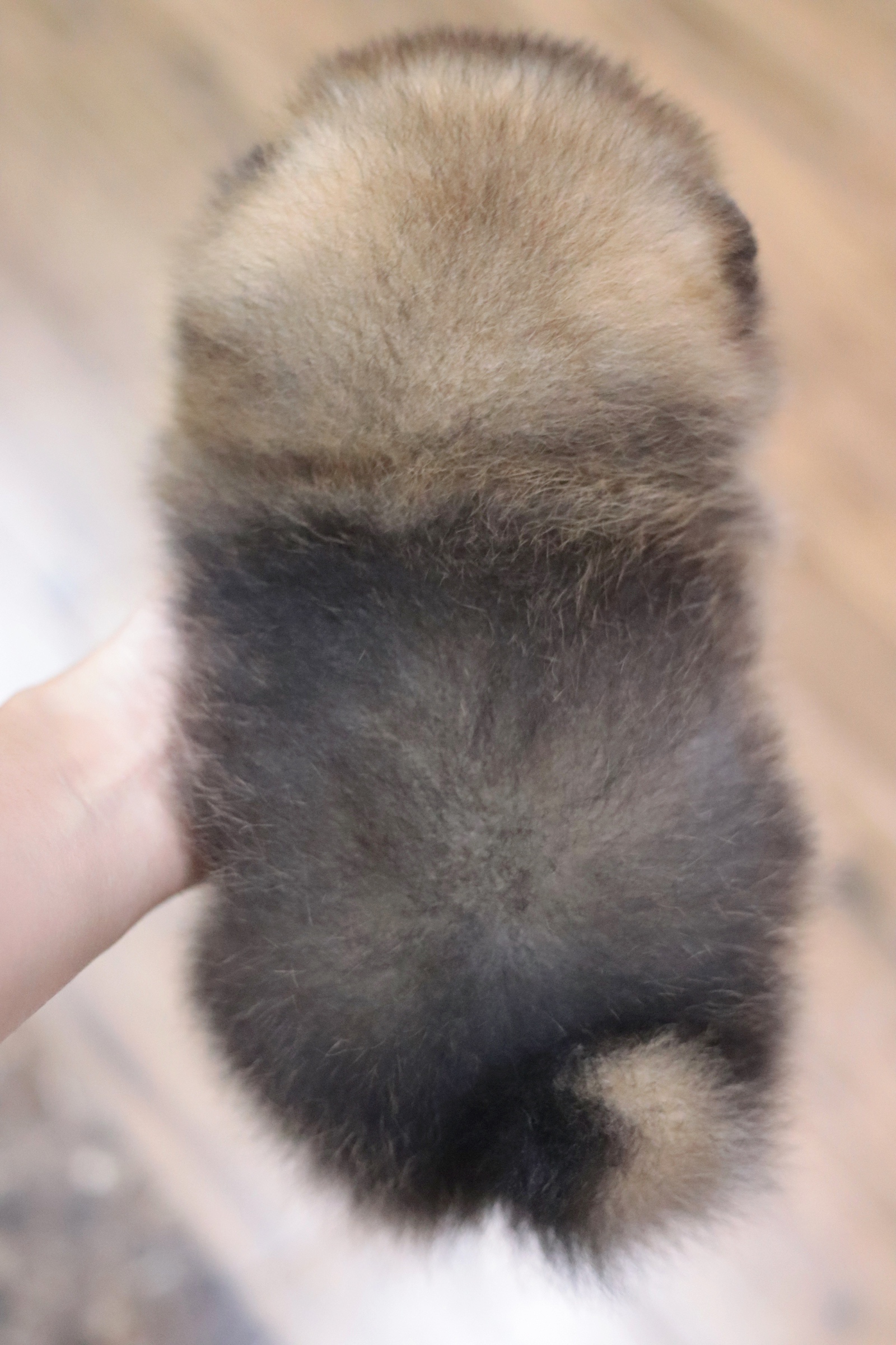 ปอมเมอเรเนียน เพศเมีย สีส้ม