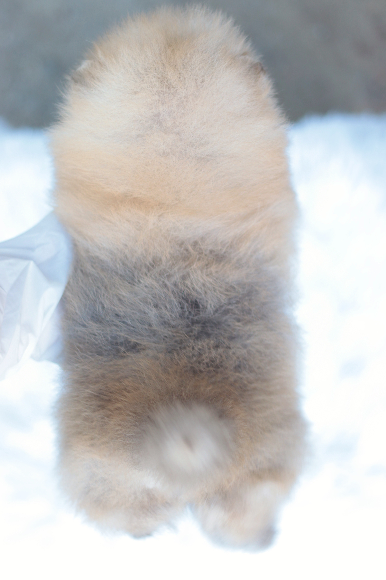 ปอมเมอเรเนียน เพศผู้ สีส้ม