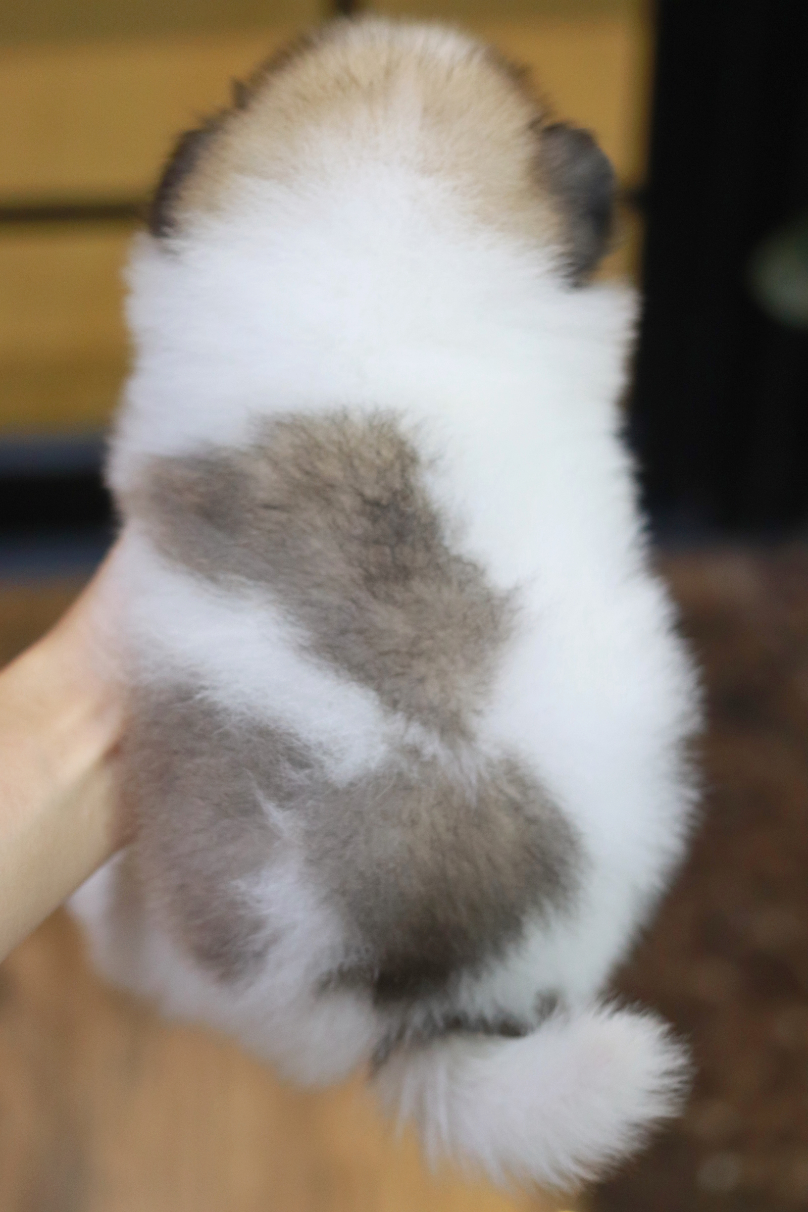 ปอมเมอเรเนียน เพศเมีย แฟนซีหน้าฟ็อก