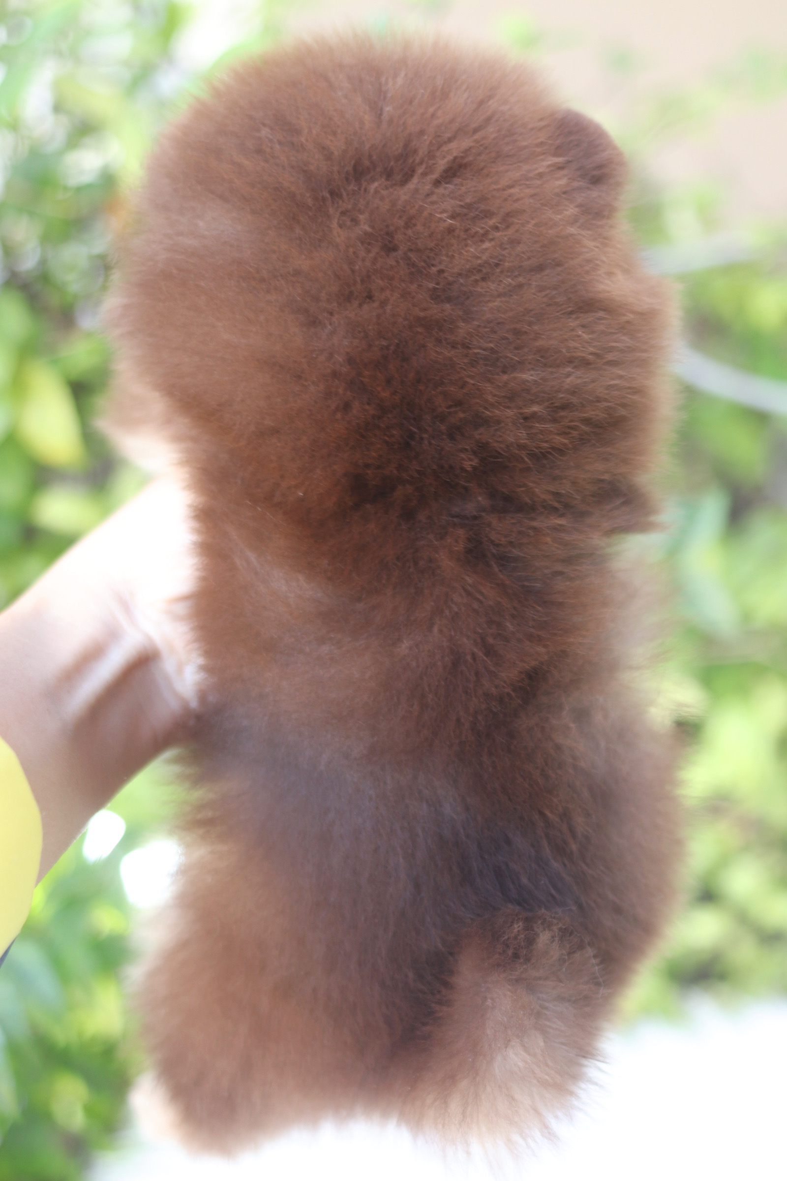 ปอมเมอเรเนียน เพศผู้ สีช็อคแทน เกรดโชว์