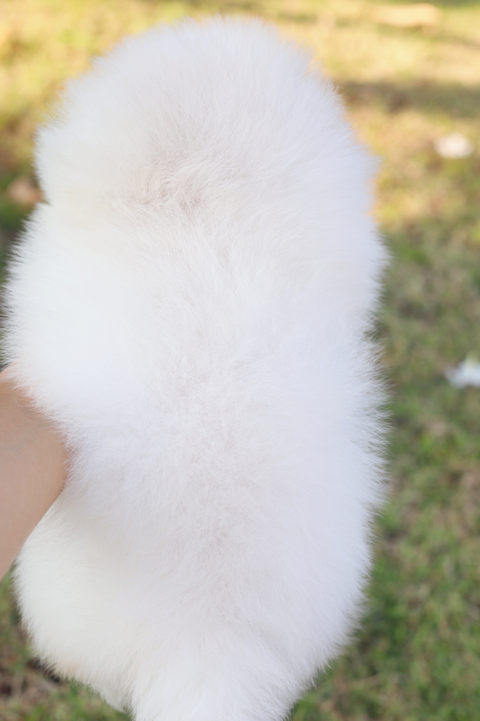 ปอมเมอเรเนียน เพศเมียสีขาวครีม เกรดโชว์