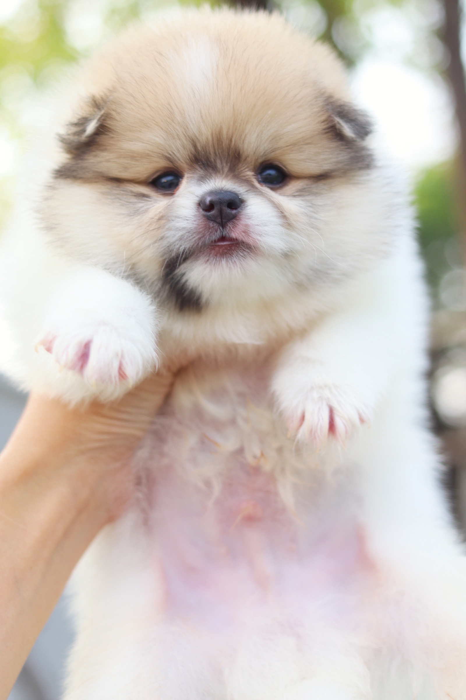 ปอมเมอเรเนียน เพศผู้ สีแฟนซี