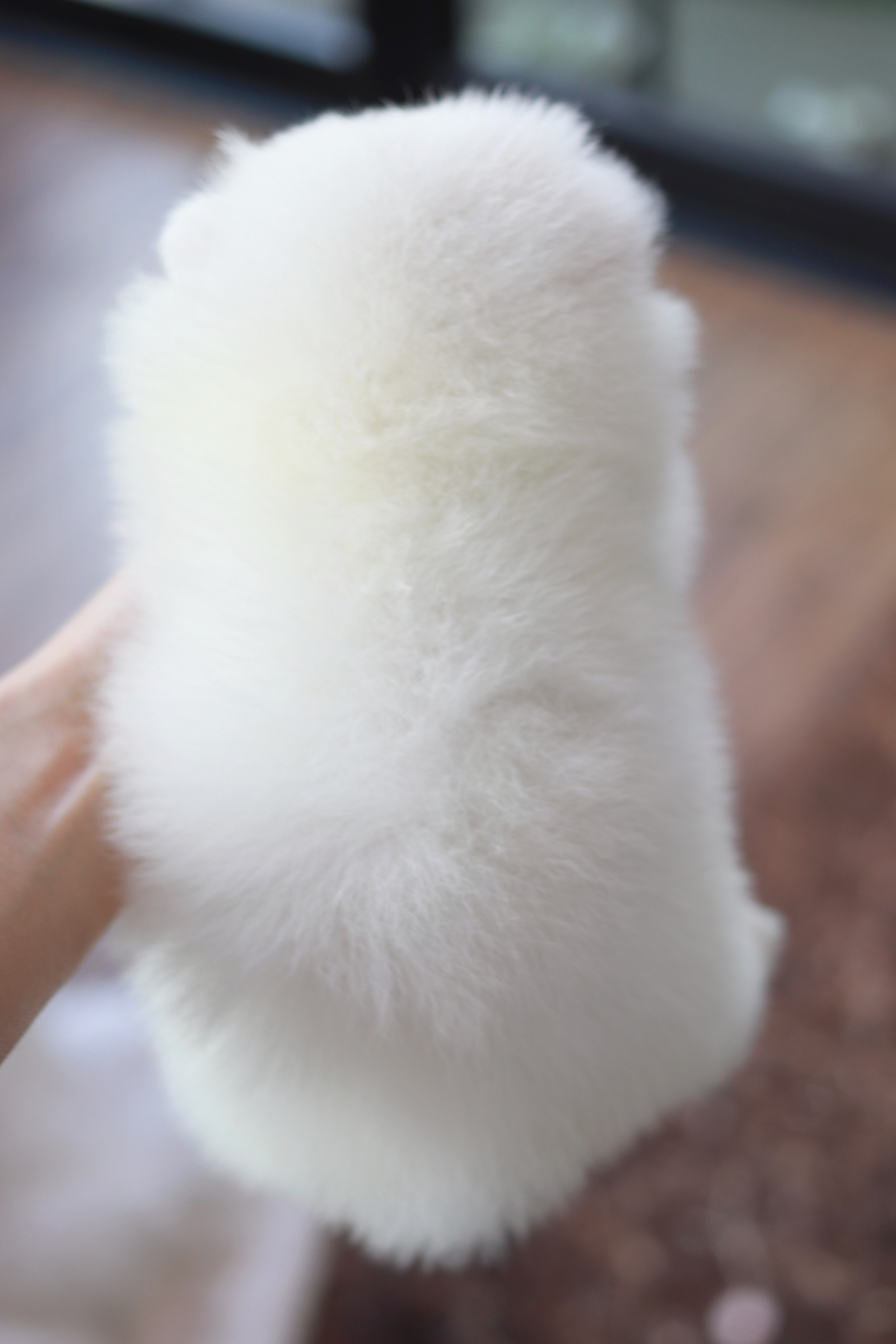 ปอมเมอเรเนียน เพศผู้ สีขาว