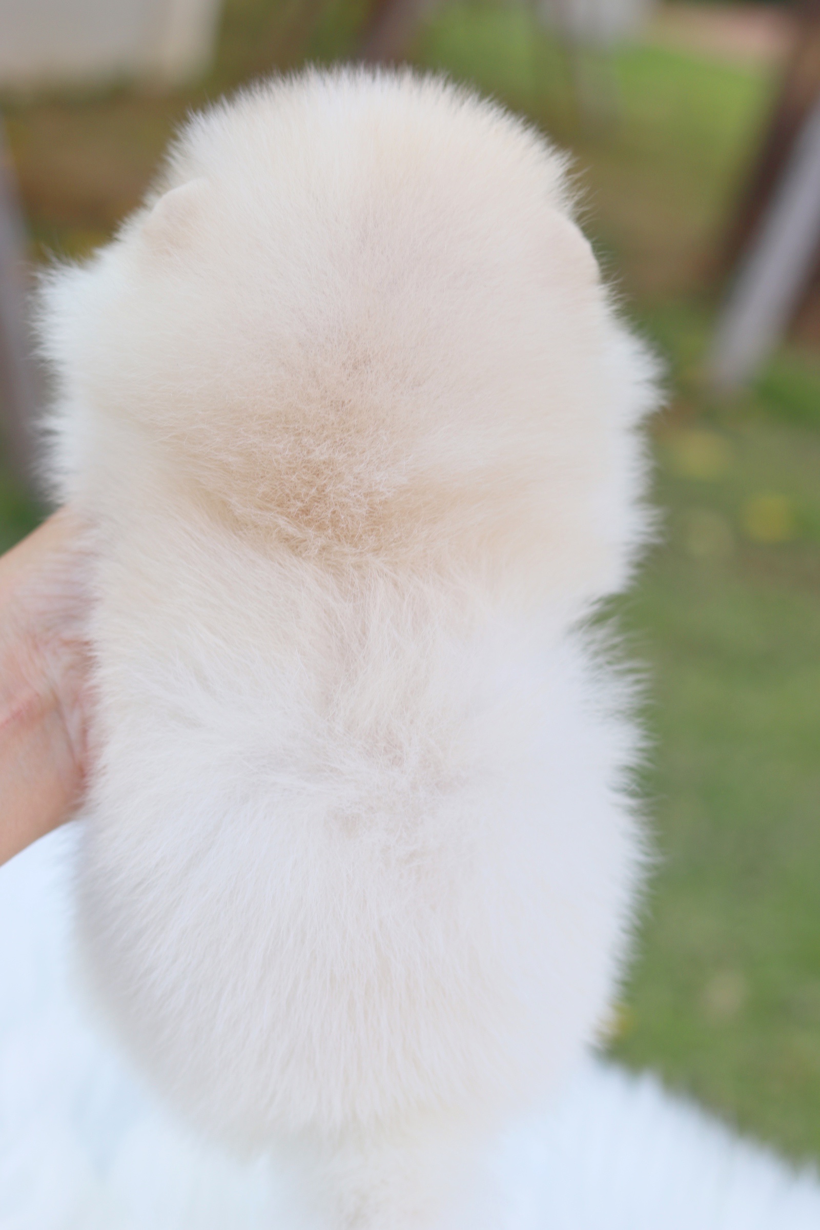 ปอมเมอเรเนียน เพศผู้ครีม