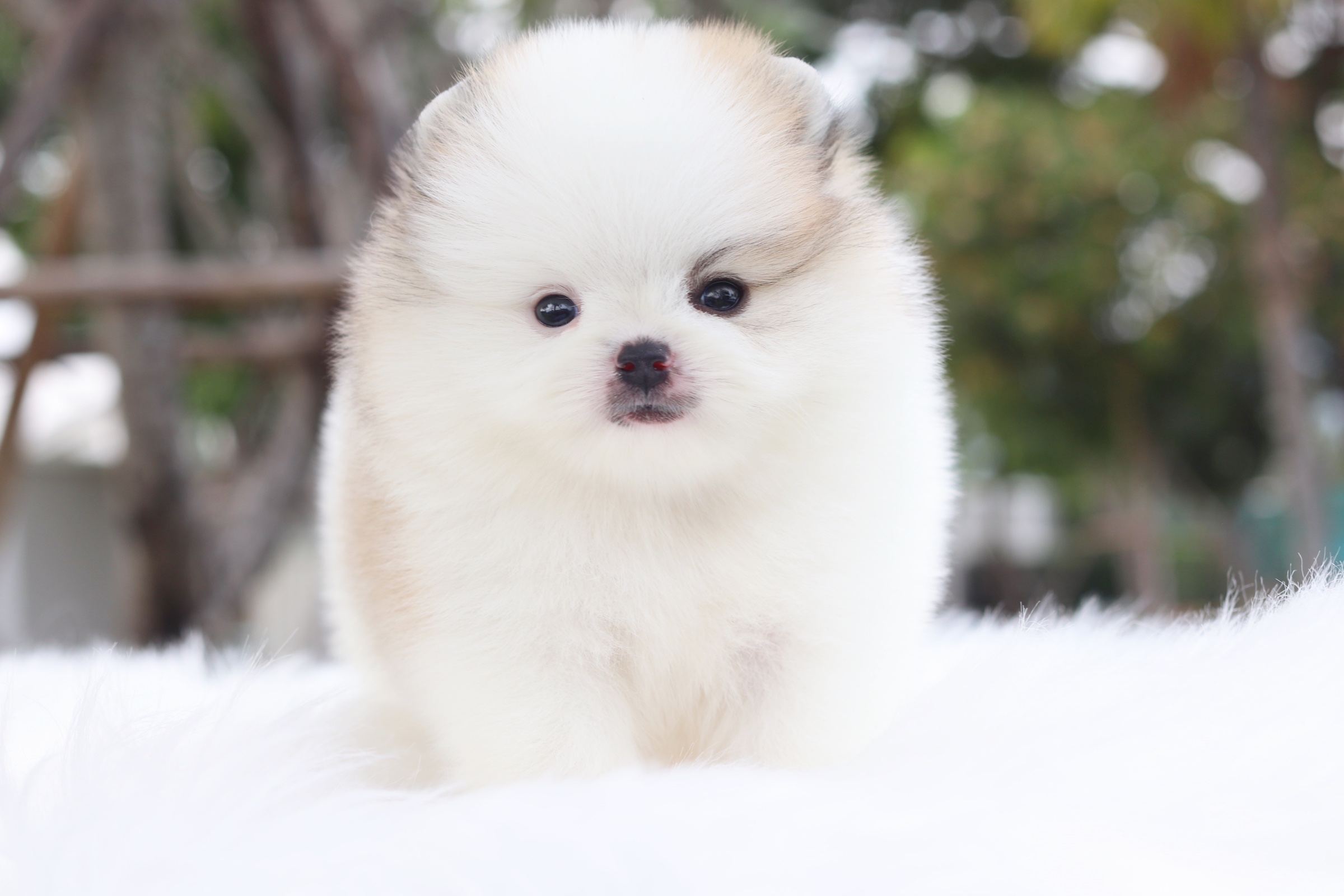 ปอมเมอเรเนียน เพศผู้ แฟนซีเกรดโชว์