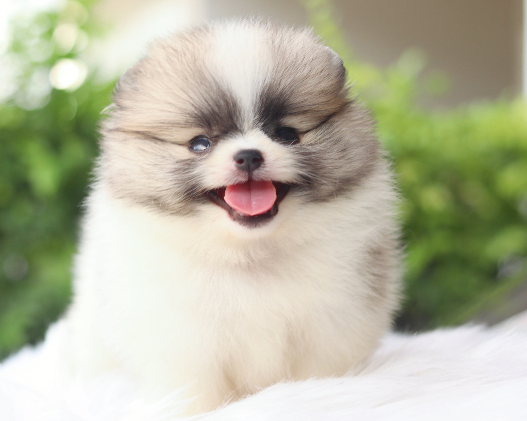 ปอมเมอเรเนียน เพศผู้ สีแฟนซี