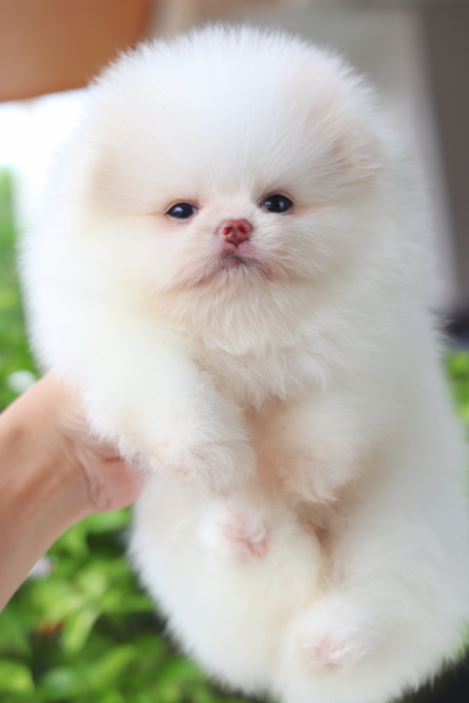 ปอมเมอเรเนียน เพศเมียสีขาวครีมเกรดโชว์