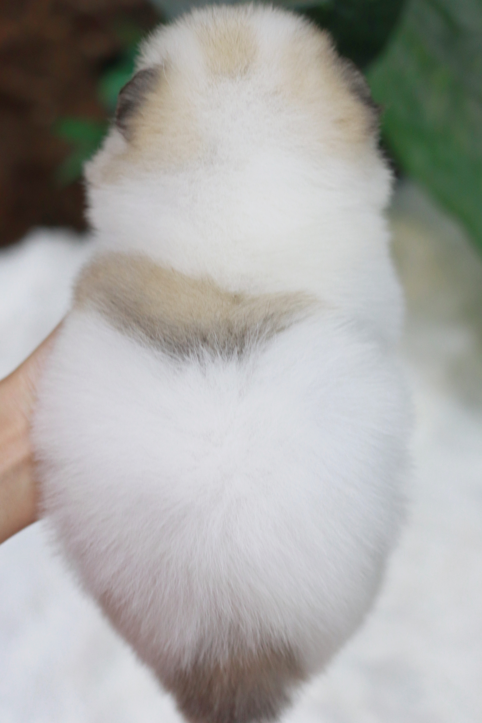 ปอมเมอเรเนียน เพศเมีย หน้าฟ็อก