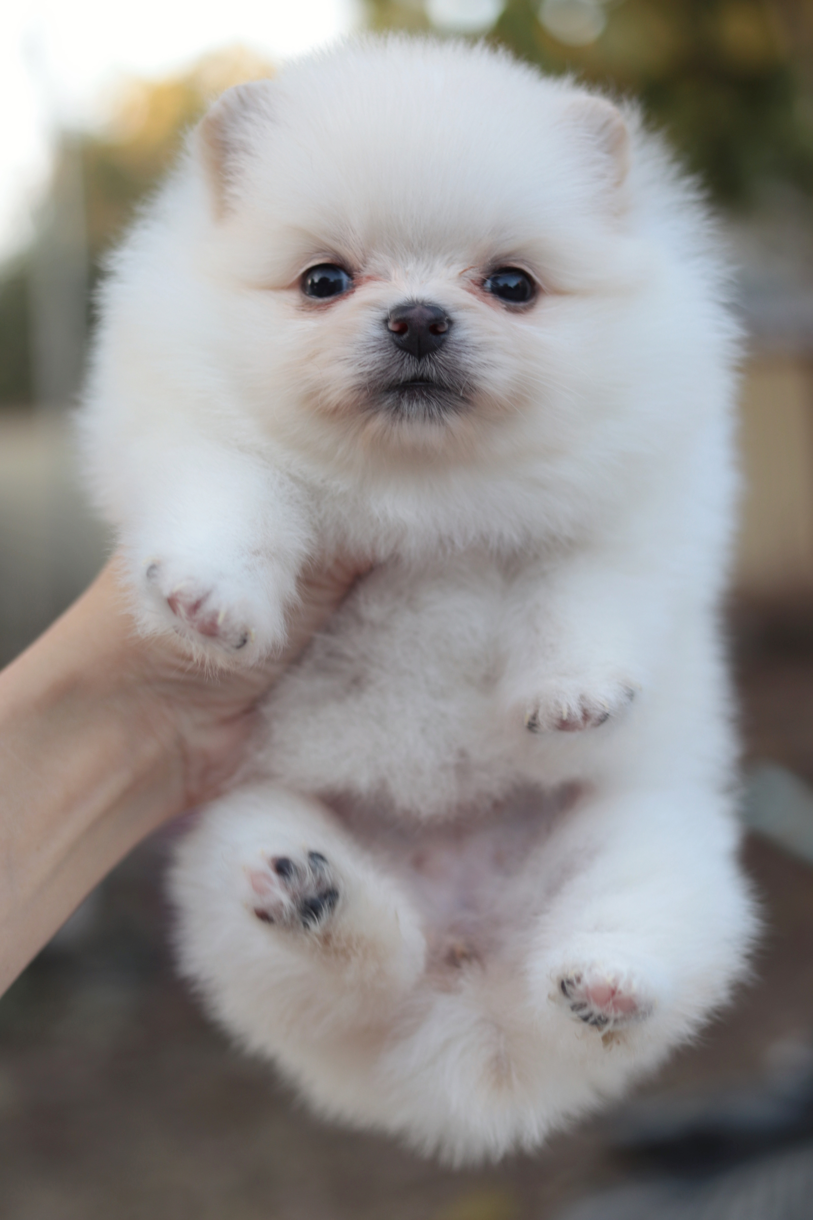 ปอมเมอเรเนียน เพศเมียสีขาวครีม