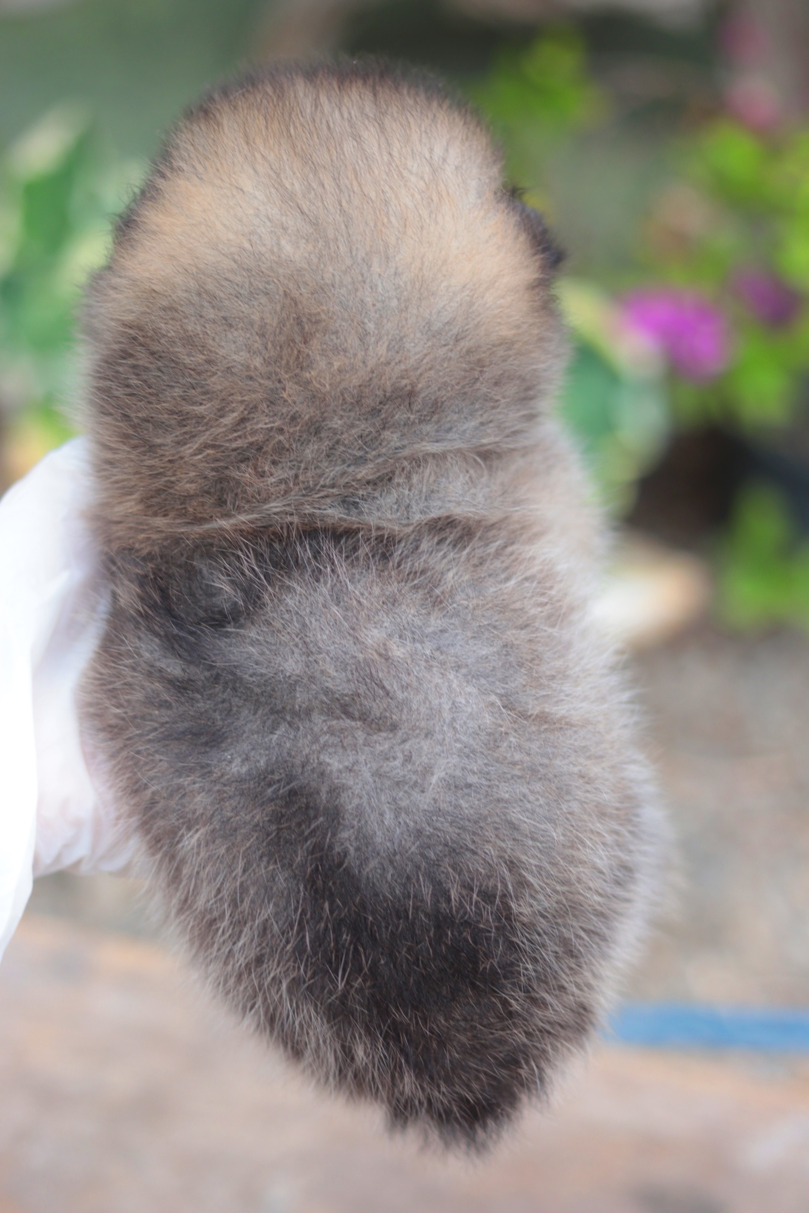 ปอมเมอเรเนียน เพศผู้ สีส้ม