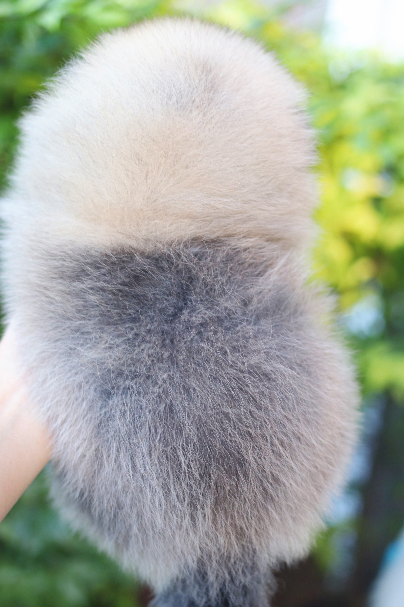 ปอมเมอเรเนียน เพศผู้สีส้ม