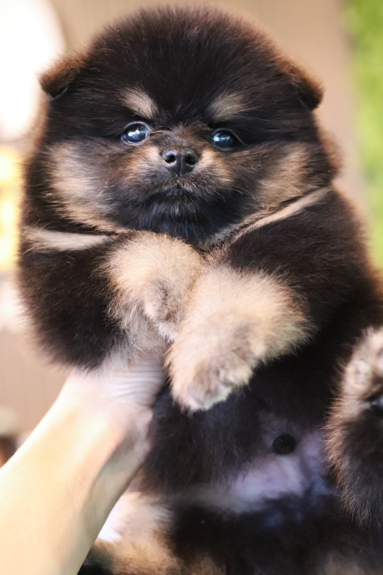 ปอมเมอเรเนียน เพศผู้ แบล็คแทน