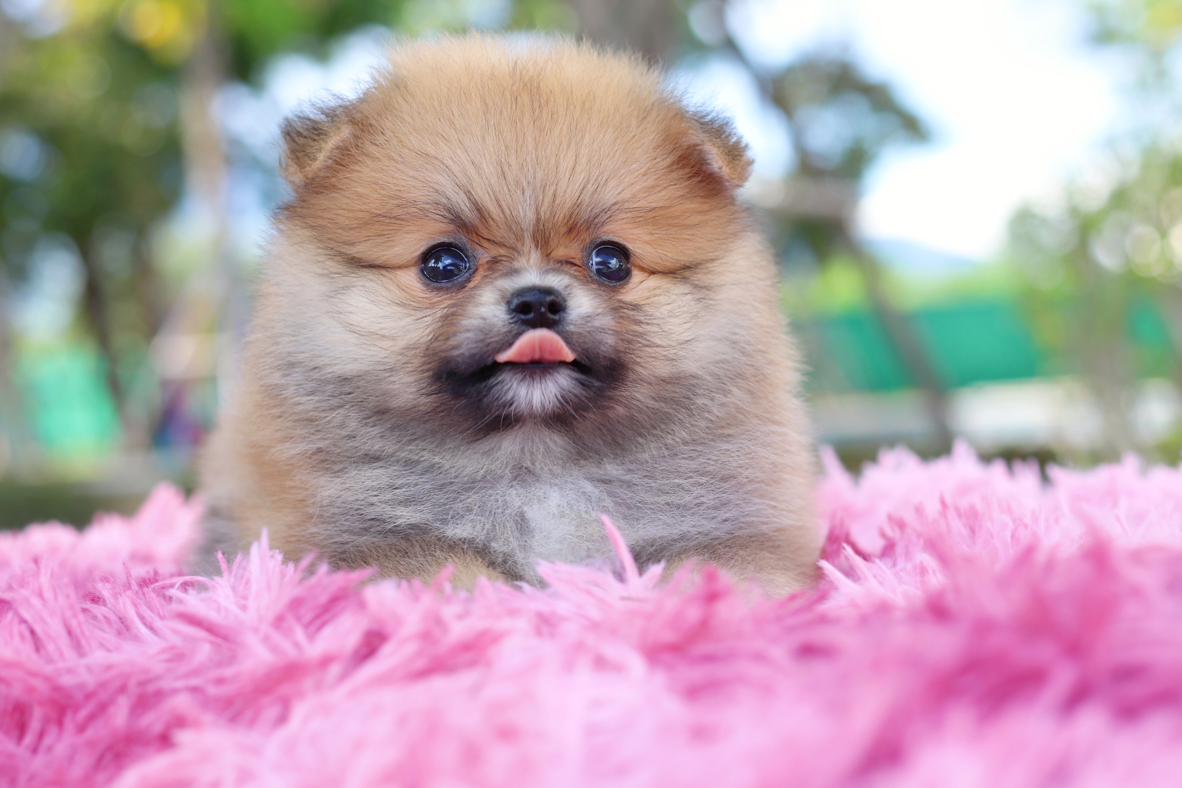 ปอมเมอเรเนียน เพศเมียสีส้ม