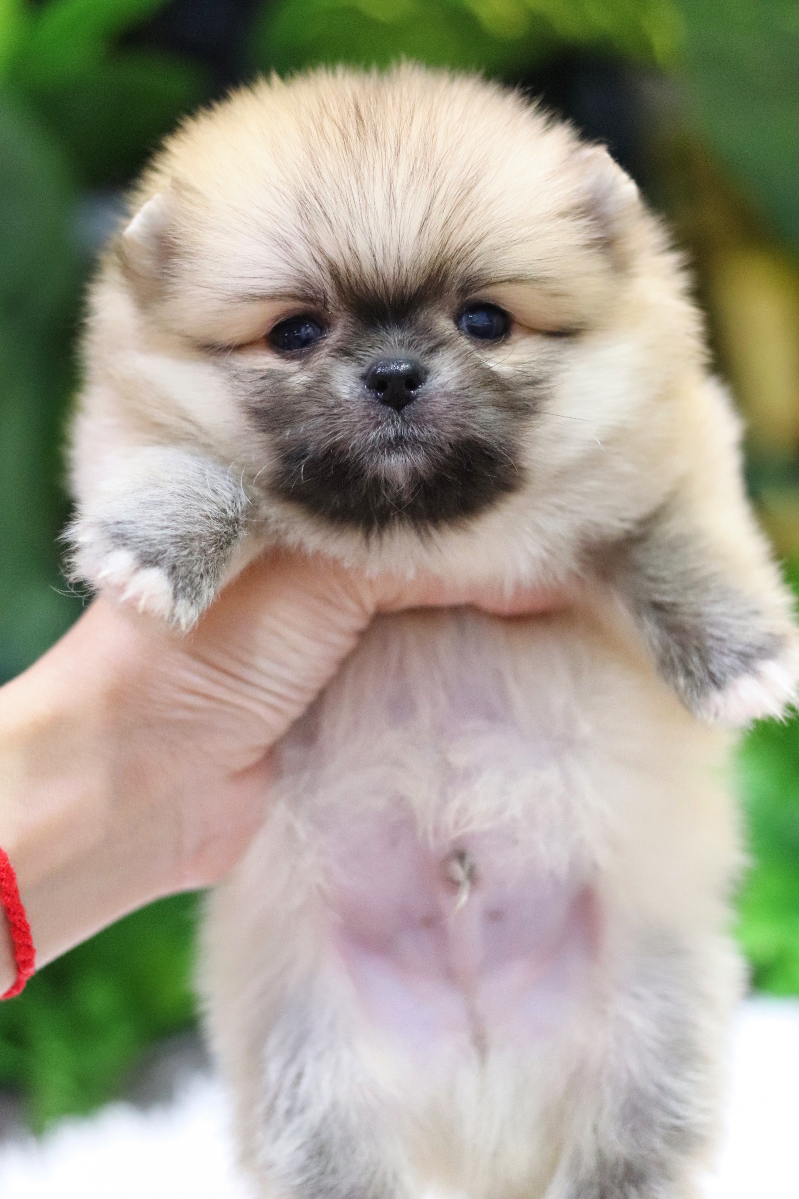 ปอมเมอเรเนียน เพศผู้ สีส้ม