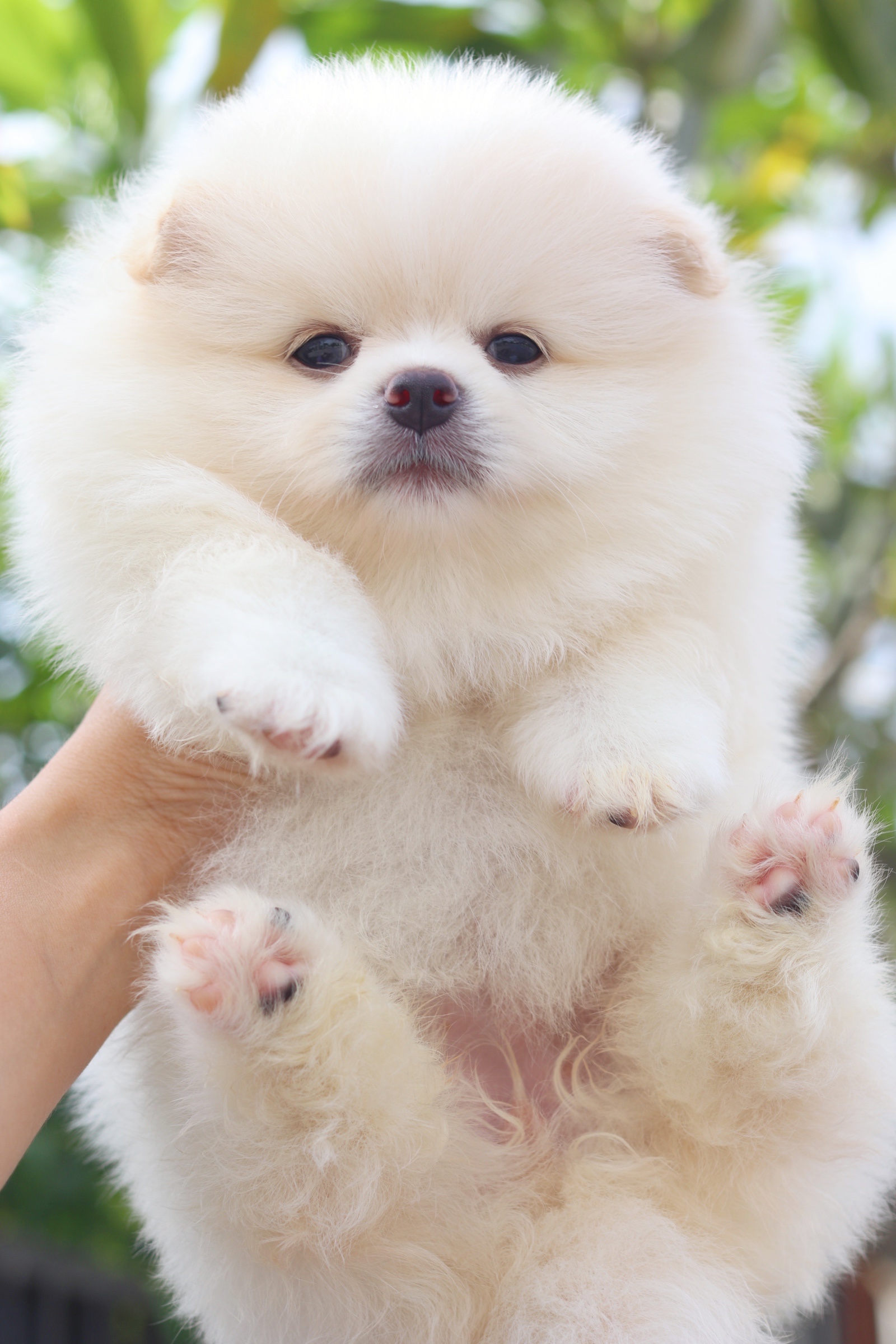 ปอมเมอเรเนียน เพศเมียสีขาวครีม