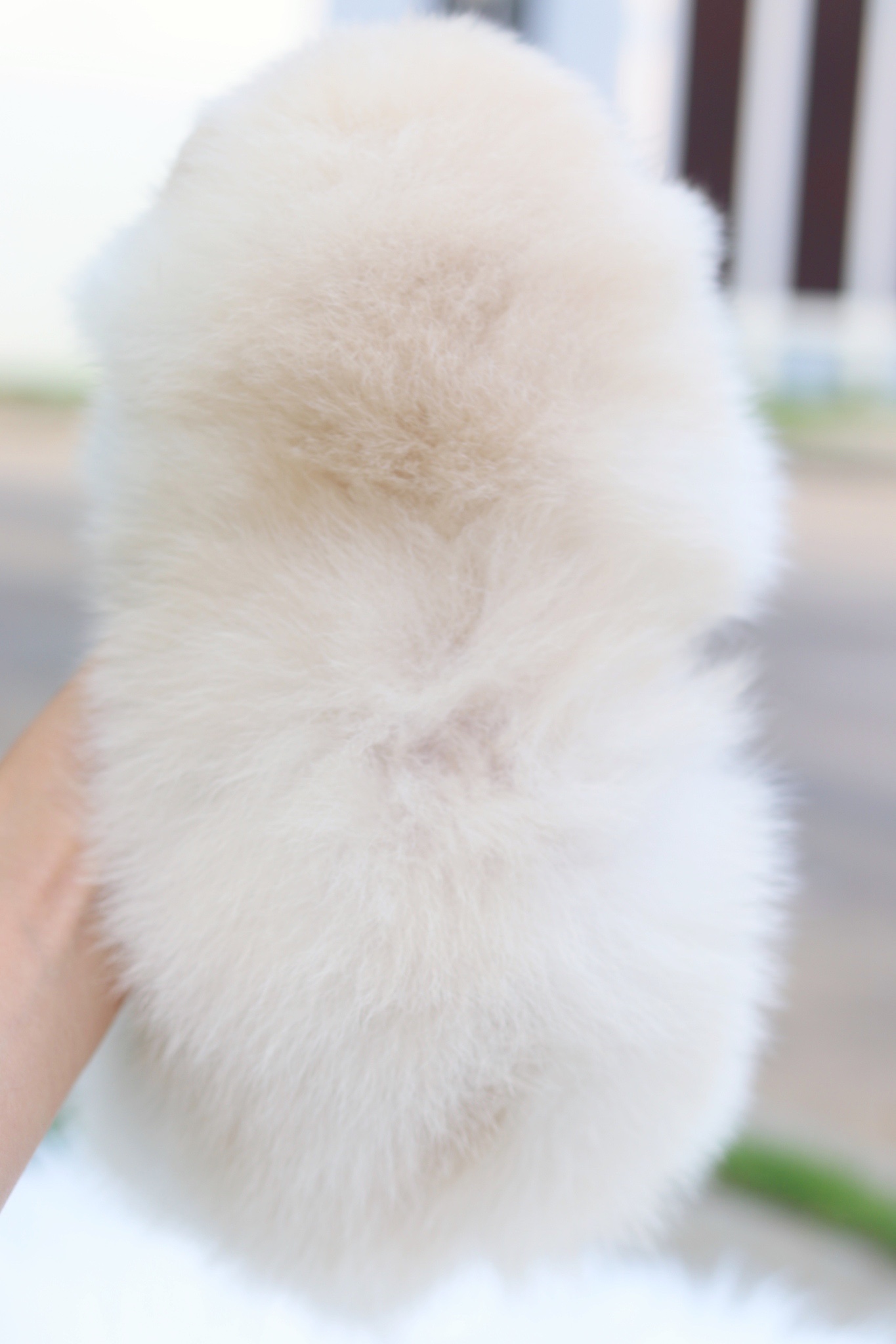 ปอมเมอเรเนียน เพศเมียสีขาวครีม