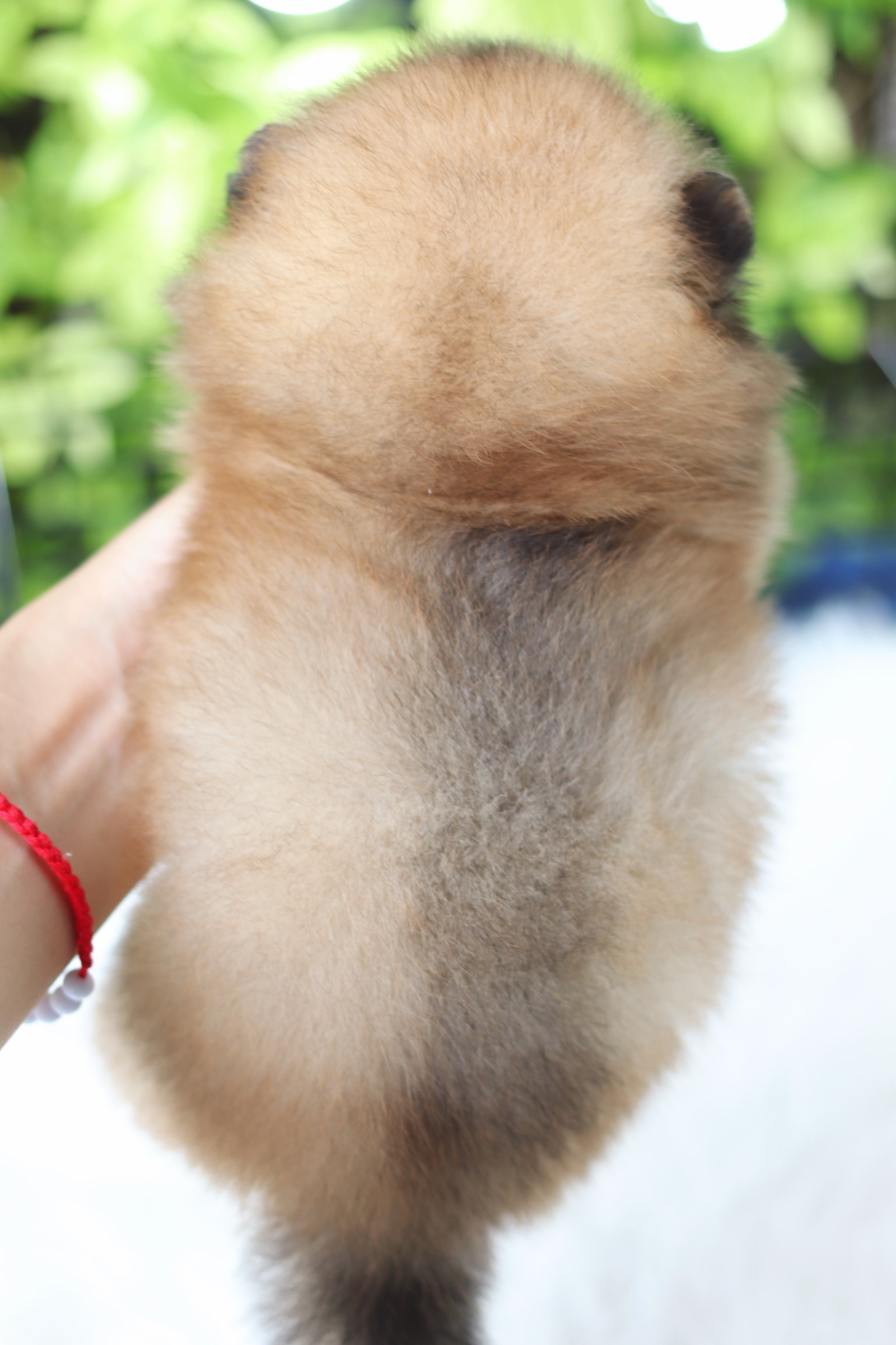 ปอมเมอเรเนียน เพศผู้สีส้ม เกรดโชว์