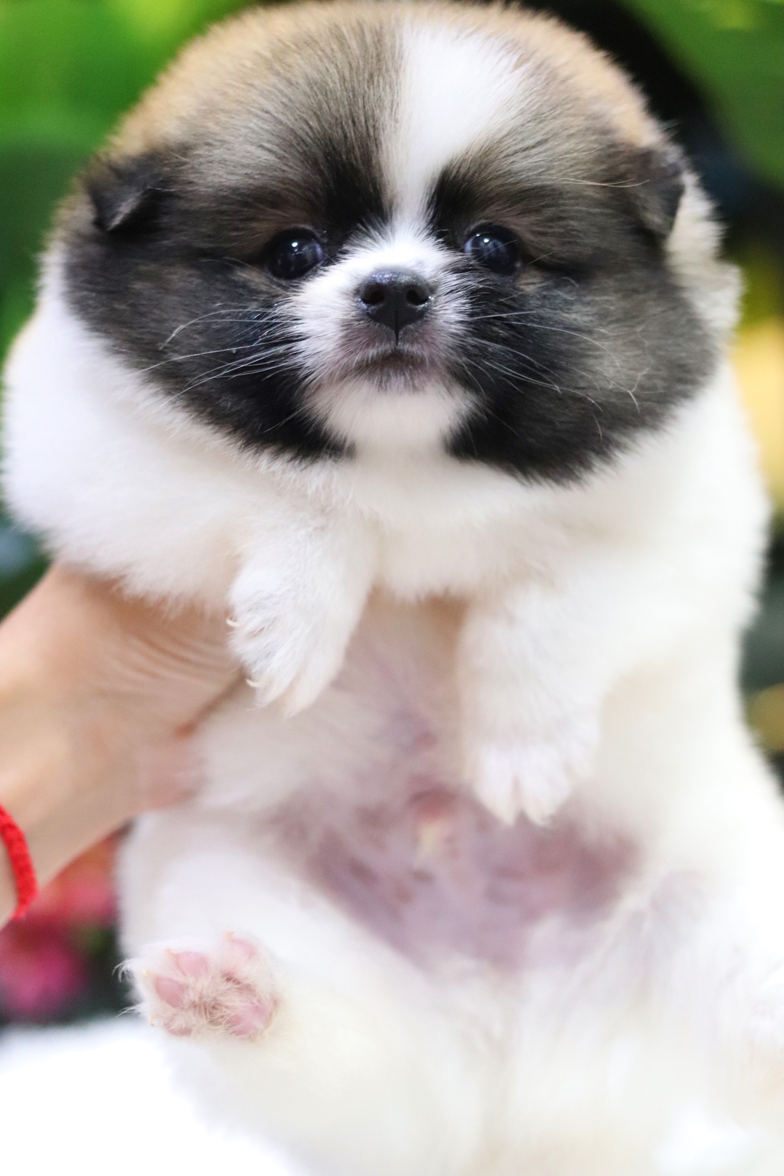 ปอมเมอเรเนียน เพศผู้ สีแฟนซี