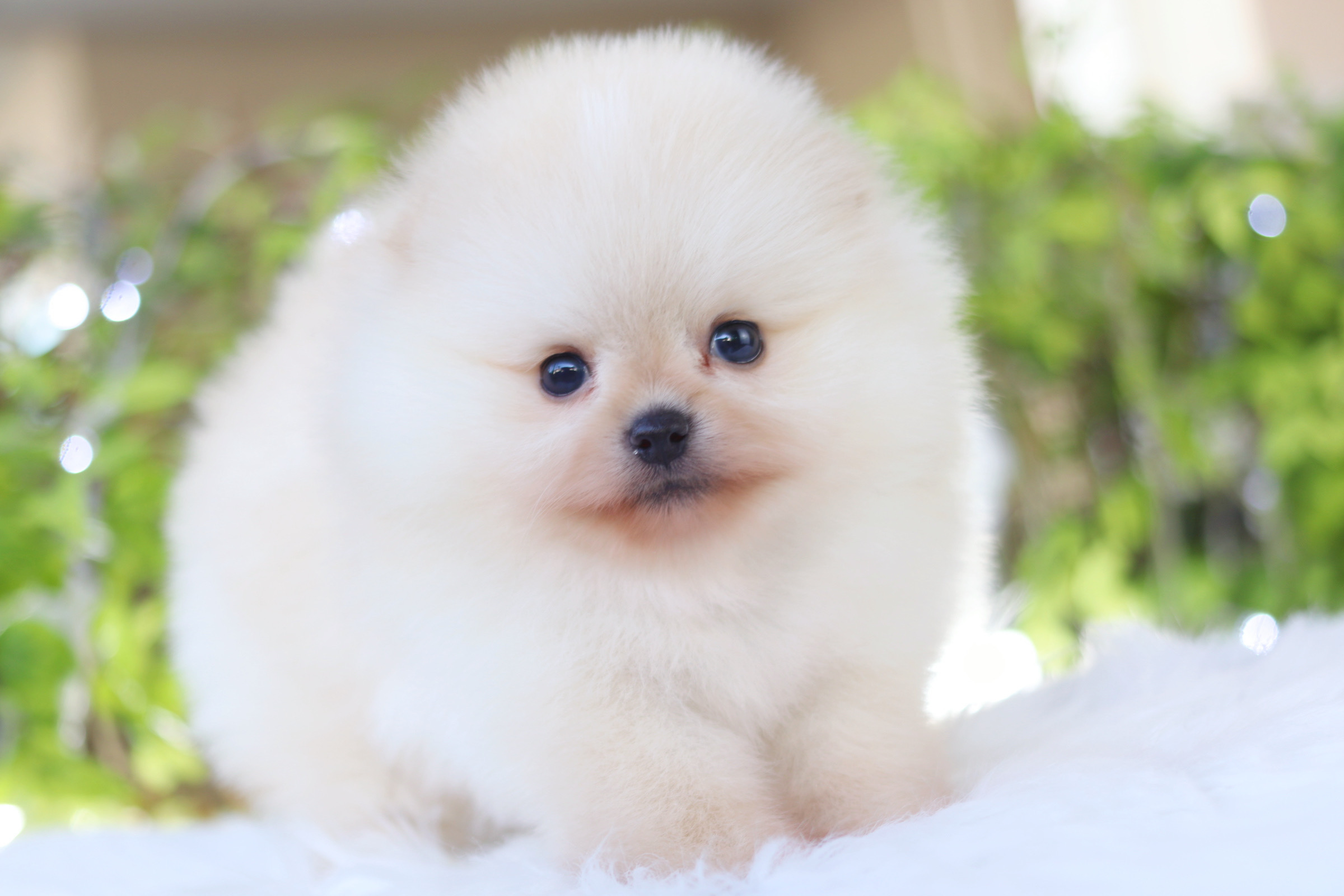 ปอมเมอเรเนียน เพศผู้สีครีม เกรดโชว์