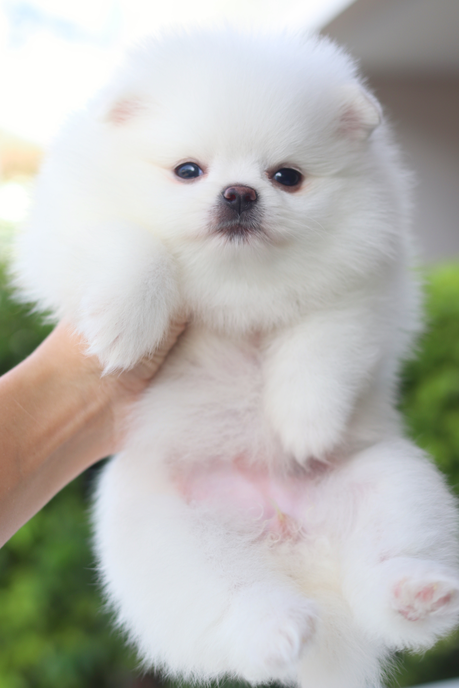 ปอมเมอเรเนียน เพศเมียสีขาวสำลีเกรดโชว์