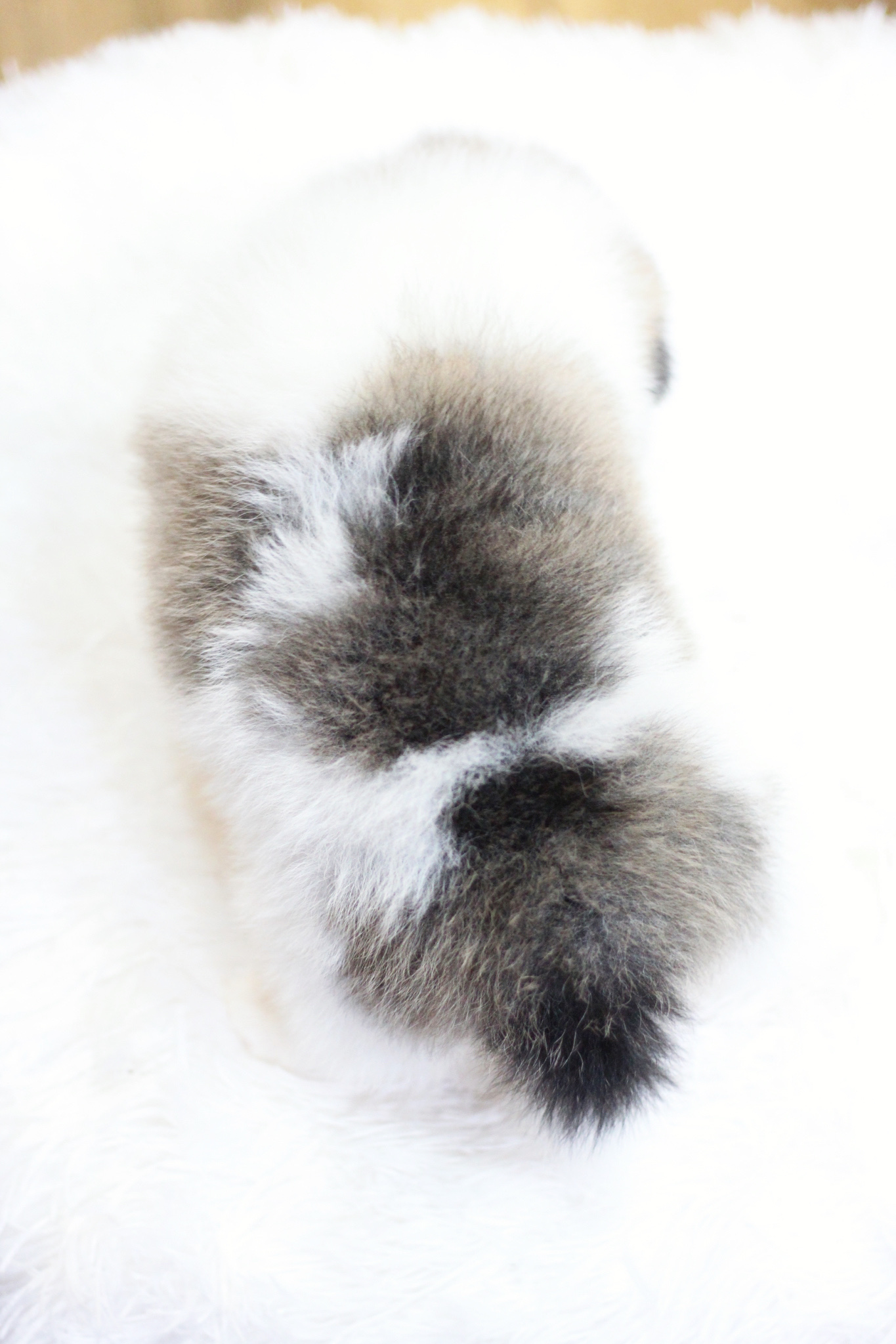 ปอมเมอเรเนียน เพศผู้ สีแฟนซี