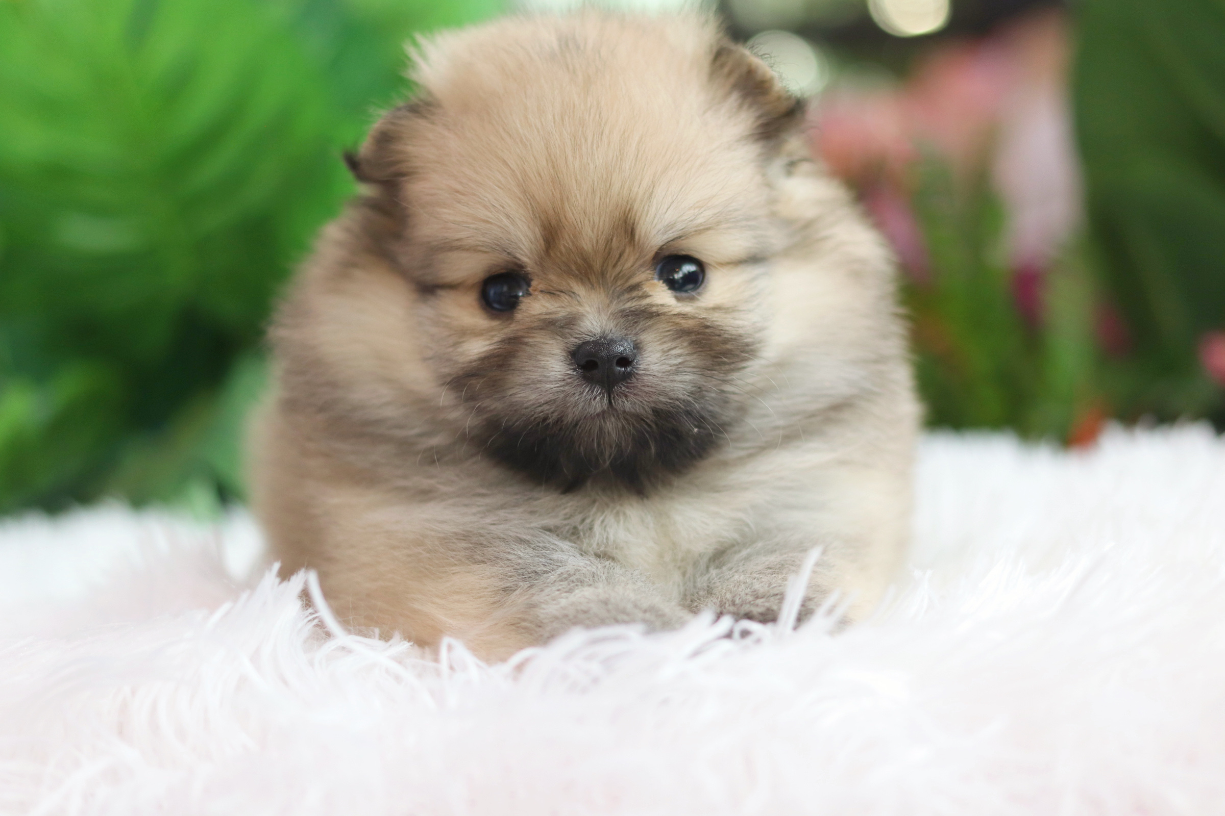 ปอมเมอเรเนียน เพศเมียสีส้ม เกรดโชว์