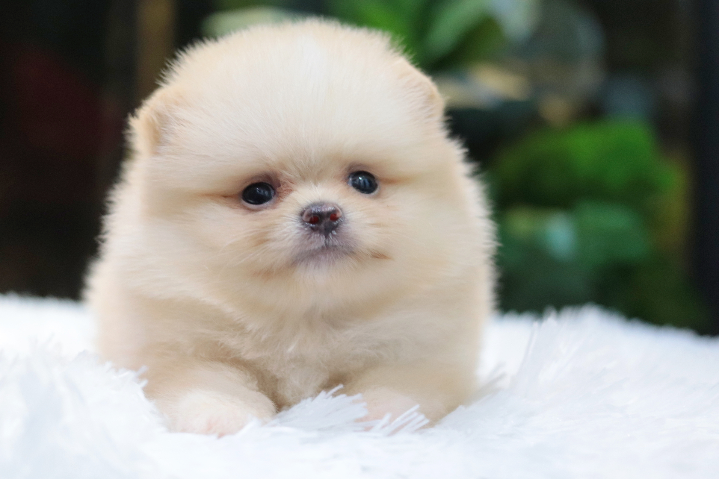 ปอมเมอเรเนียน เพศผู้ครีม